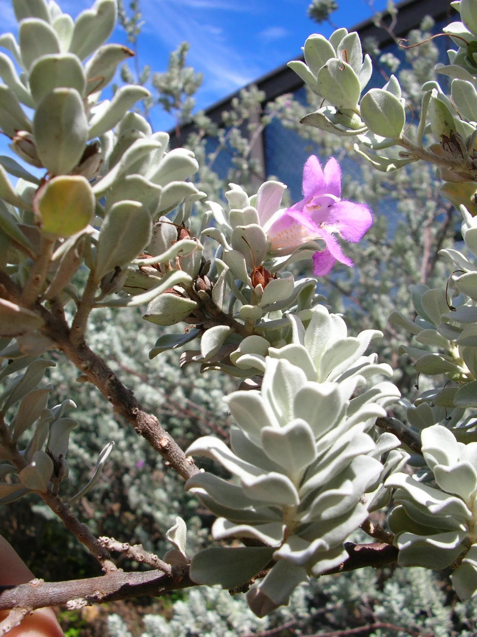 Texas Ranger (Leucophyllum Frutescens) — It typically grows 2 to 6 feet high and wide, preferring full sun and well-draining soil; offering year-round visual