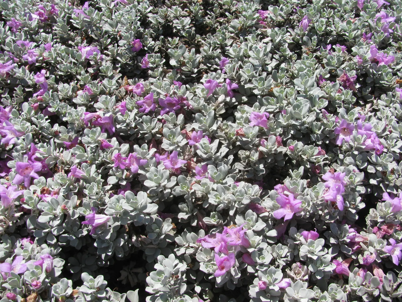 Texas Ranger (Leucophyllum Frutescens) — pink and purple flowers in the garden; ideal for xeriscaping, it's a low maintenance choice offering, image 61