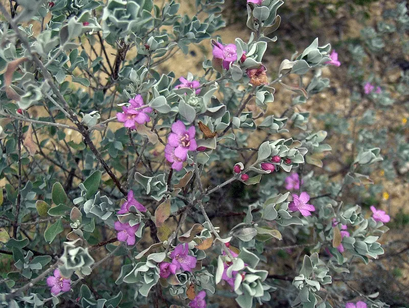 Texas Ranger (Leucophyllum Frutescens) — It typically grows 2 to 6 feet high and wide, preferring full sun and well-draining soil; offering, image 45