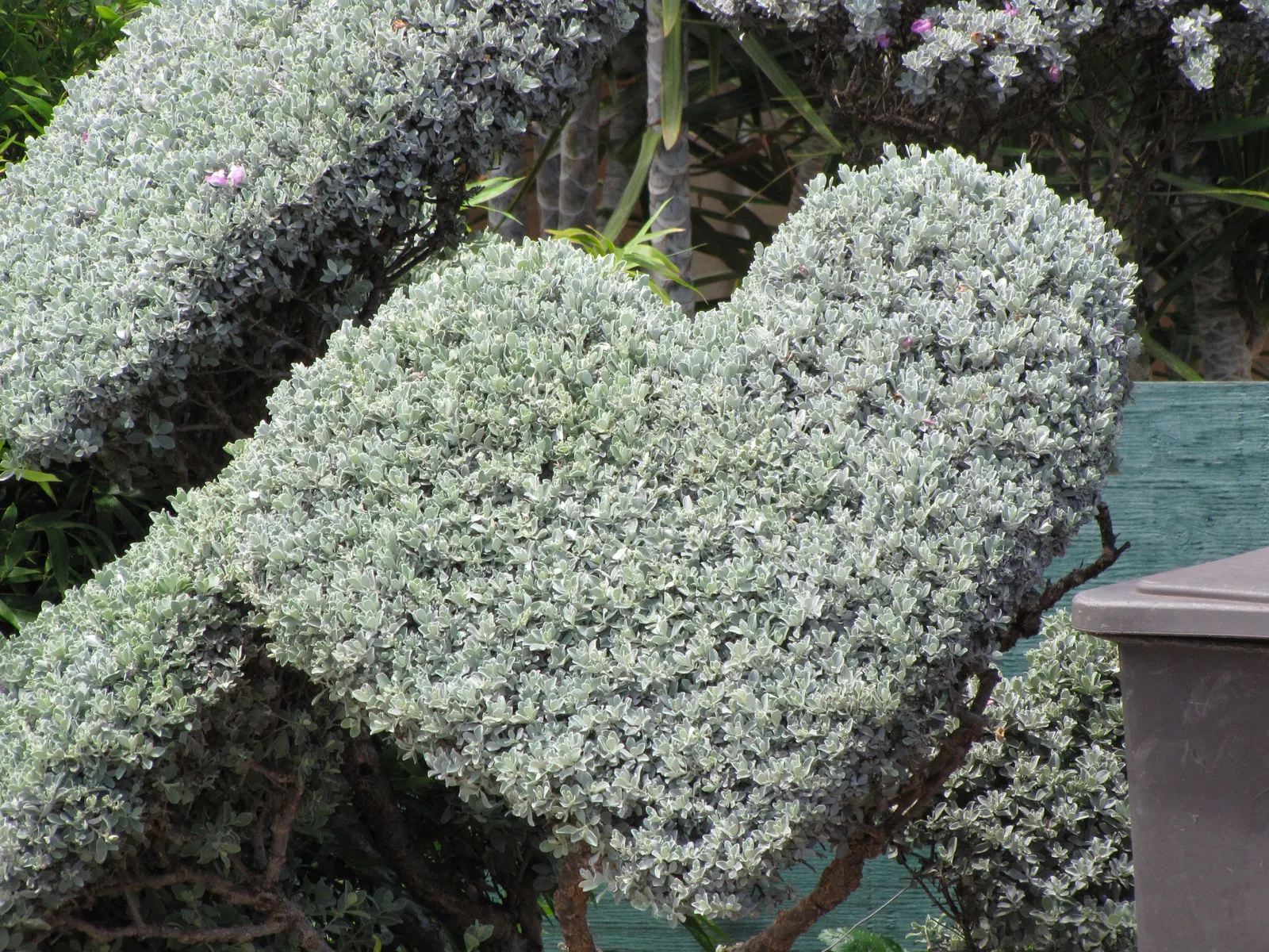 Texas Ranger (Leucophyllum Frutescens) — allowing for sufficient space when planting to accommodate their mature size; offering year-round visual interest with