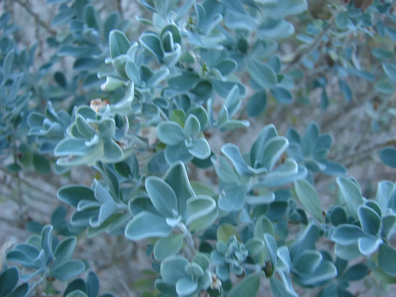 Texas Ranger (Leucophyllum Frutescens) — It\'s well-suited for xeriscaping; ideal for xeriscaping, it's a low maintenance choice offering year-round interest