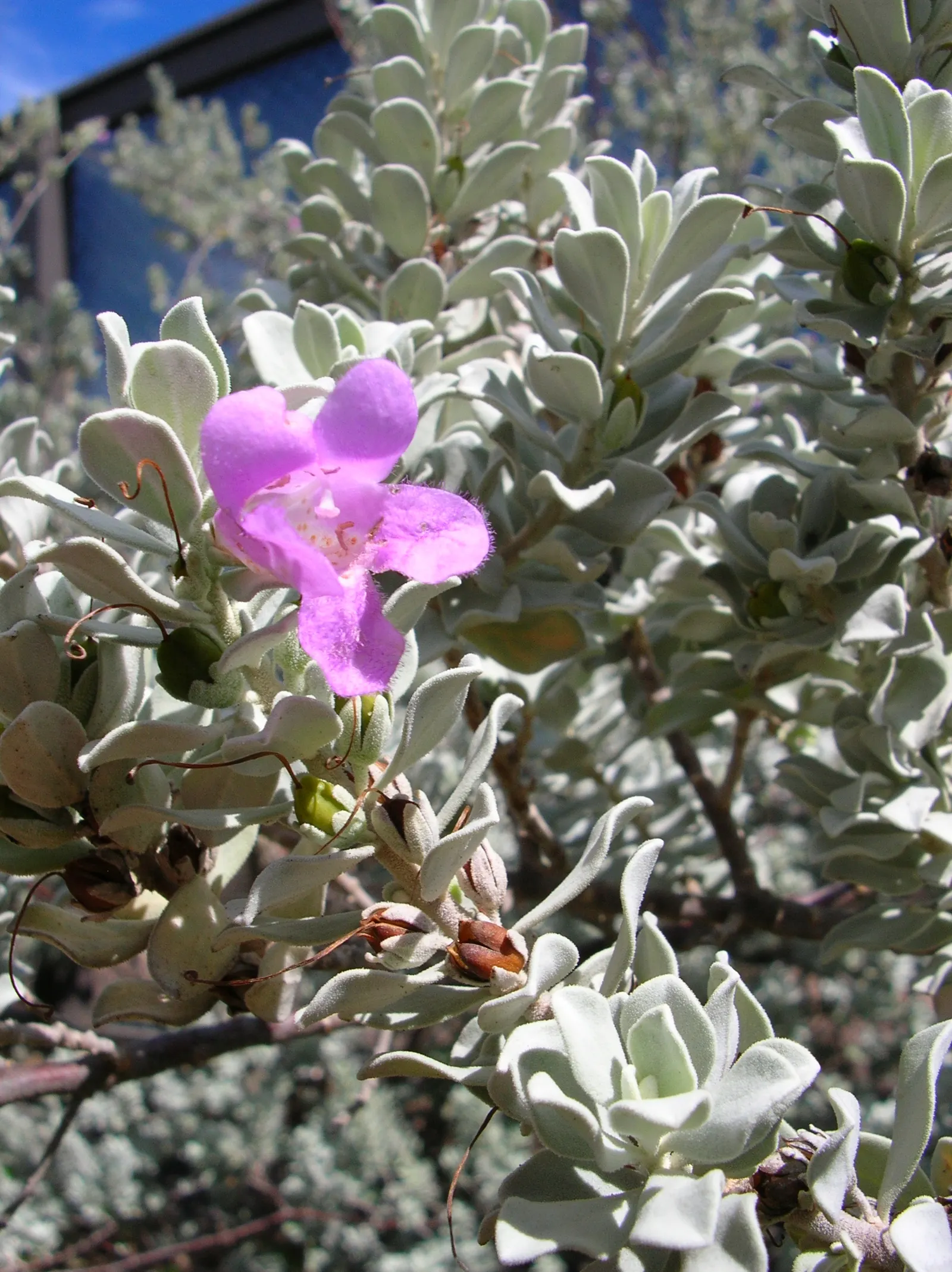 Texas Ranger (Leucophyllum Frutescens) — It\'s well-suited for xeriscaping