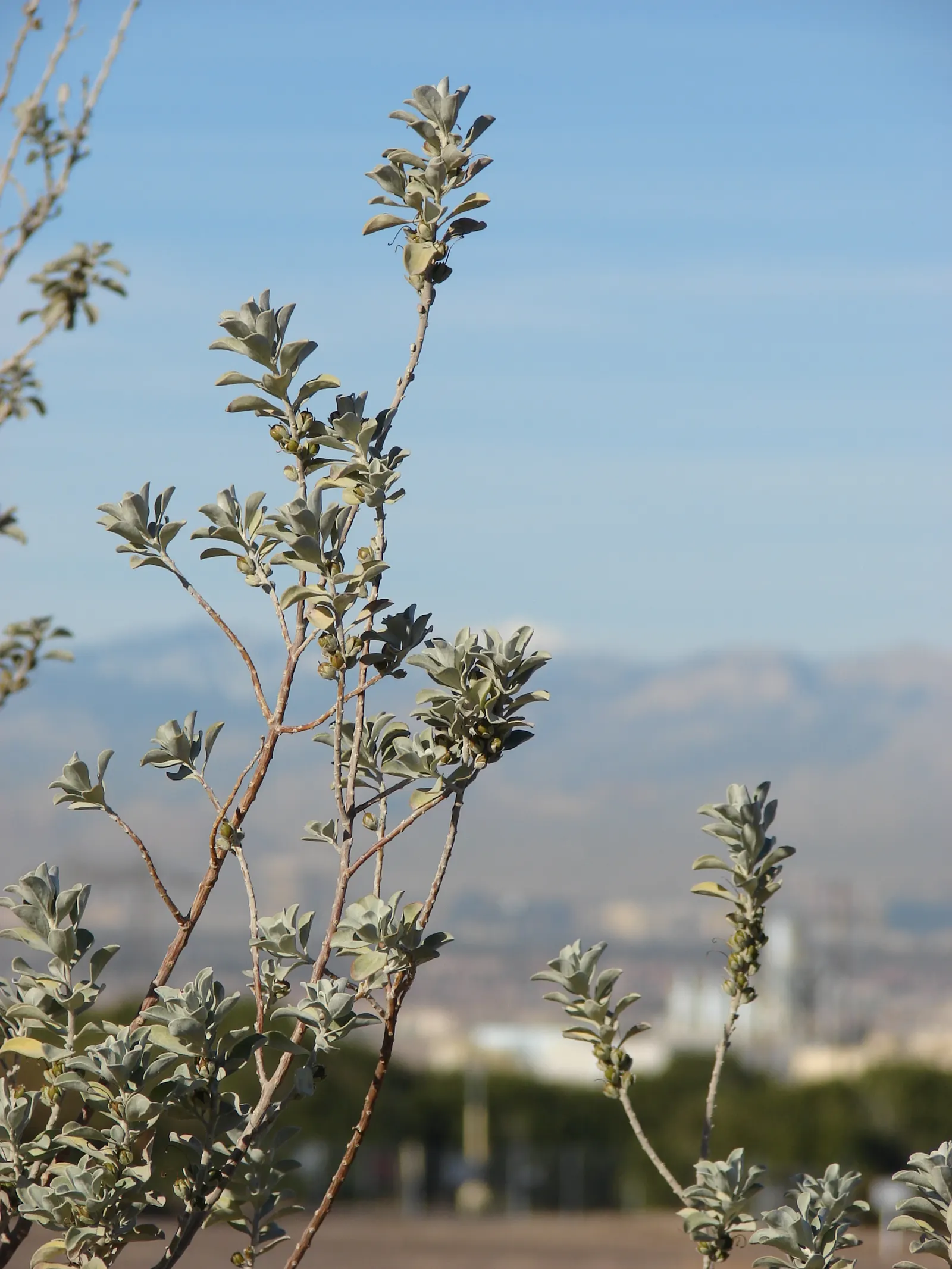 Texas Ranger (Leucophyllum Frutescens) — requiring minimal irrigation once established; offering year-round visual interest with its periodic bursts of