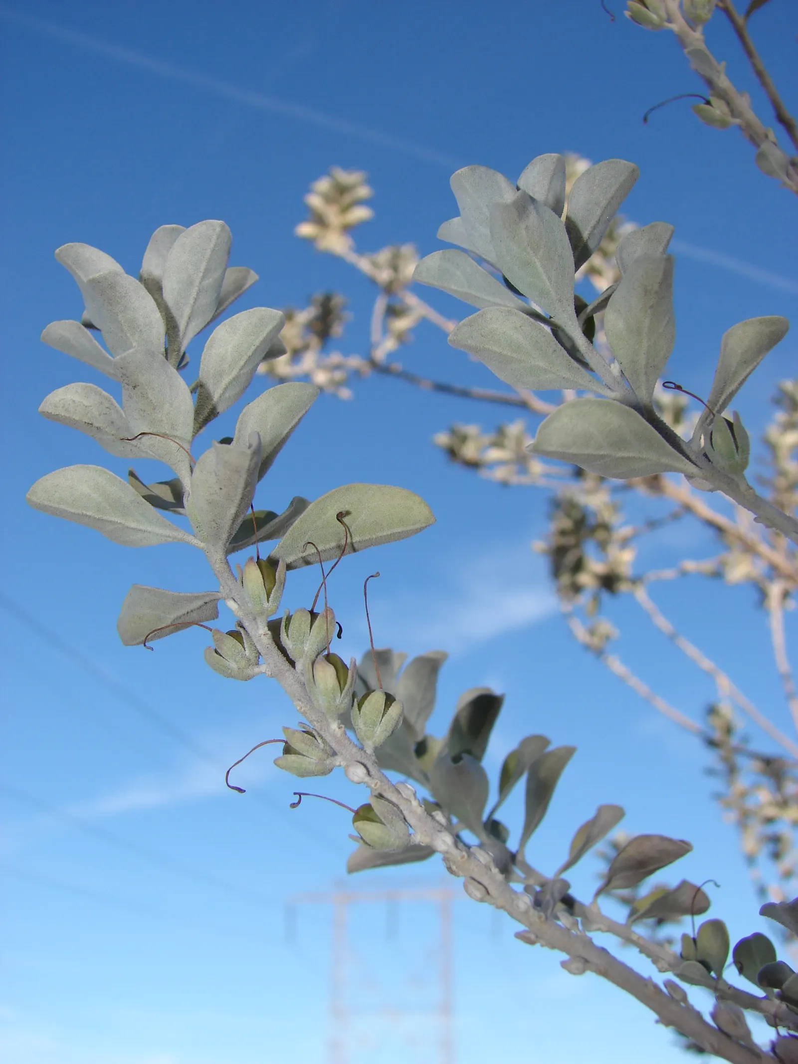 Texas Ranger (Leucophyllum Frutescens) — scientifically referred to as Leucophyllum frutescens; with a similar spread of 4 to 6 feet