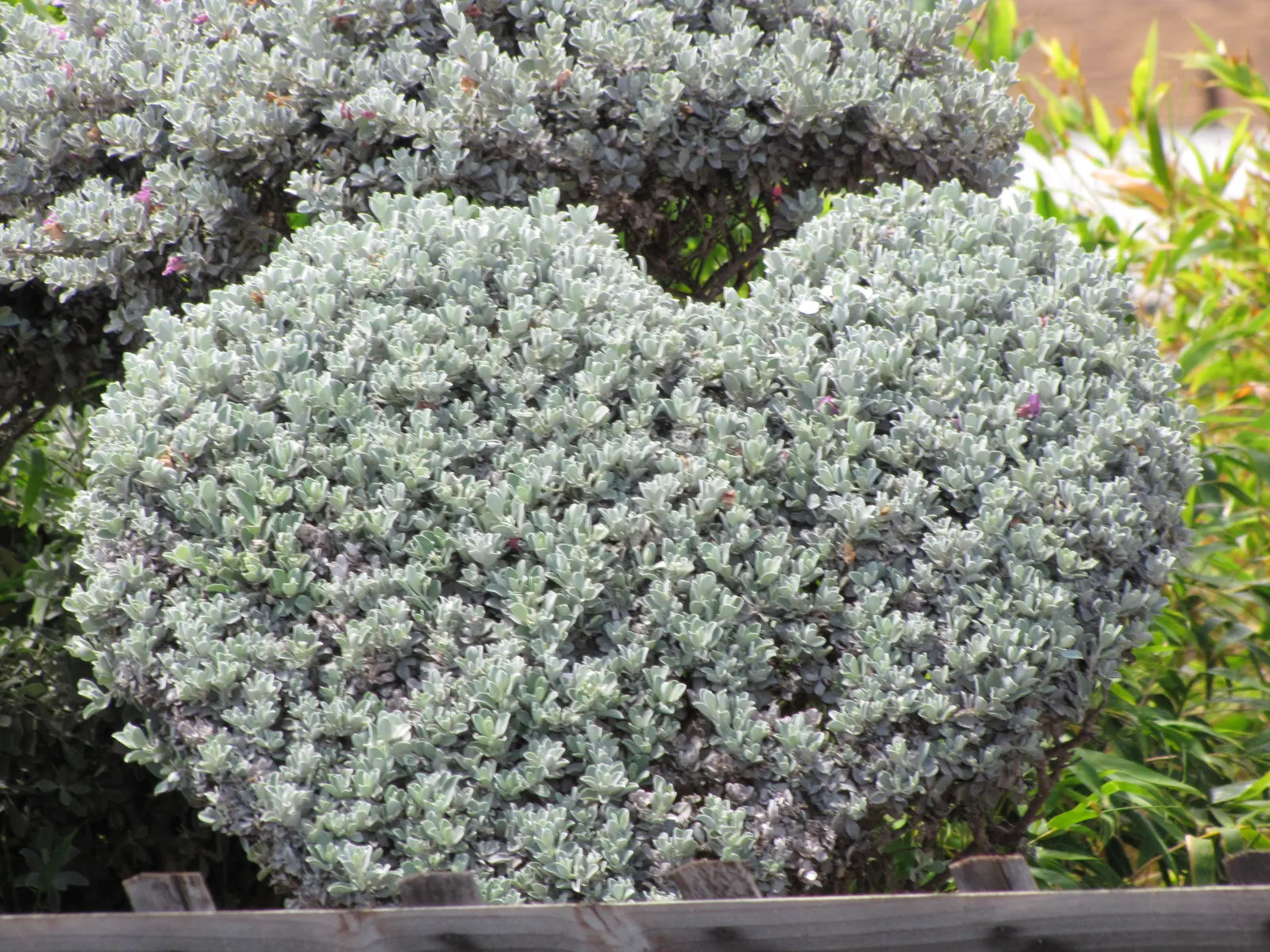 Texas Ranger (Leucophyllum Frutescens) — Pruning is seldom necessary; ideal for xeriscaping, it's a low maintenance choice offering year-round interest and