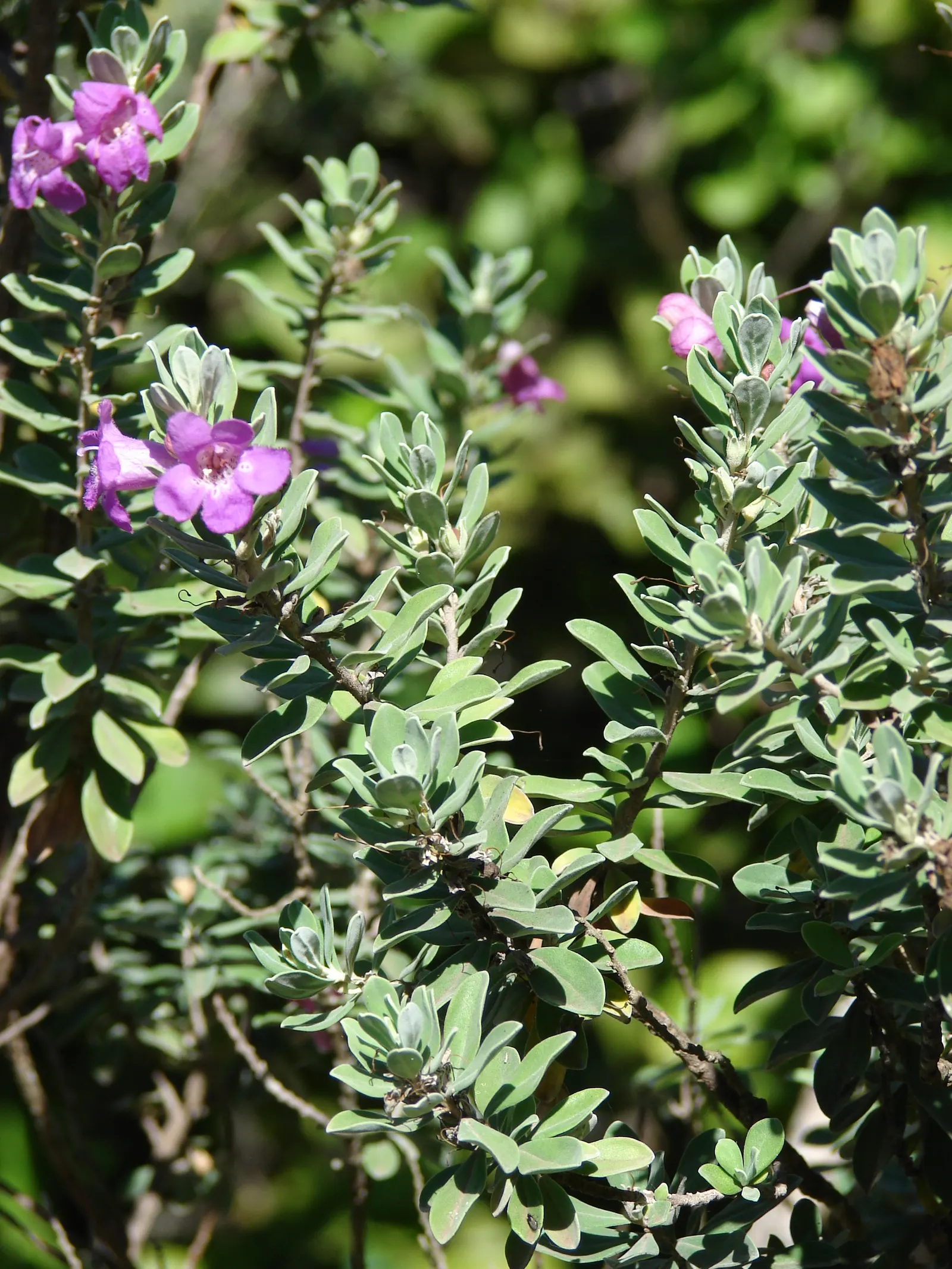 Texas Ranger (Leucophyllum Frutescens) — Ideal for xeriscaping, it's a low maintenance choice offering year-round interest and wildlife attraction