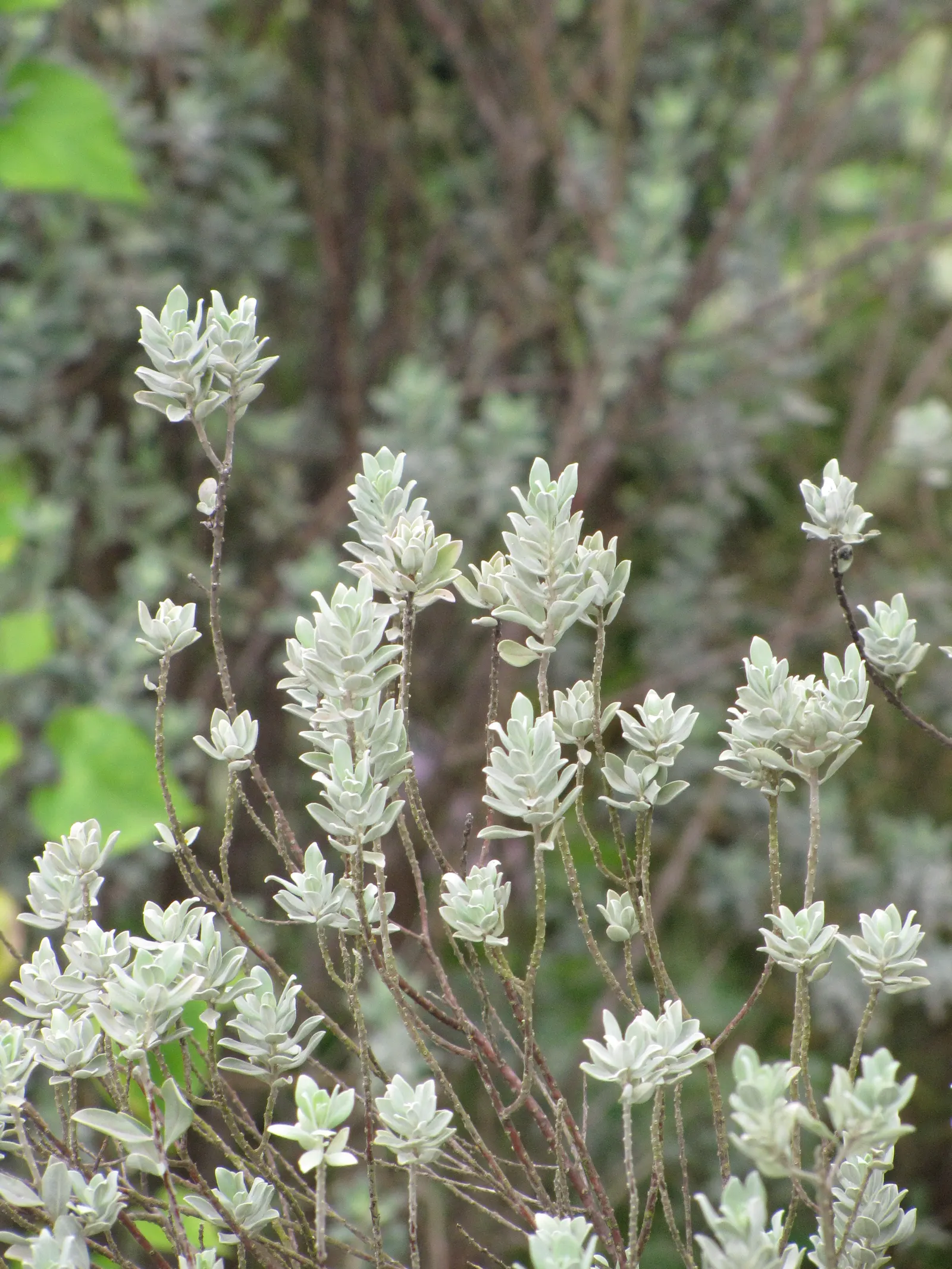 Texas Ranger (Leucophyllum Frutescens) — allowing for sufficient space when planting to accommodate their mature size