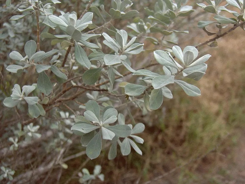 Texas Ranger (Leucophyllum Frutescens) — requiring minimal irrigation once established; offering year-round visual interest with its periodic, image 51