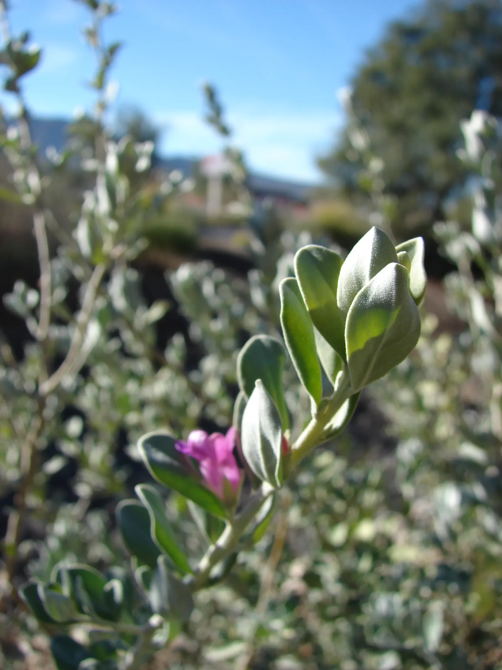 Texas Ranger (Leucophyllum Frutescens) — pink and purple flowers in the garden