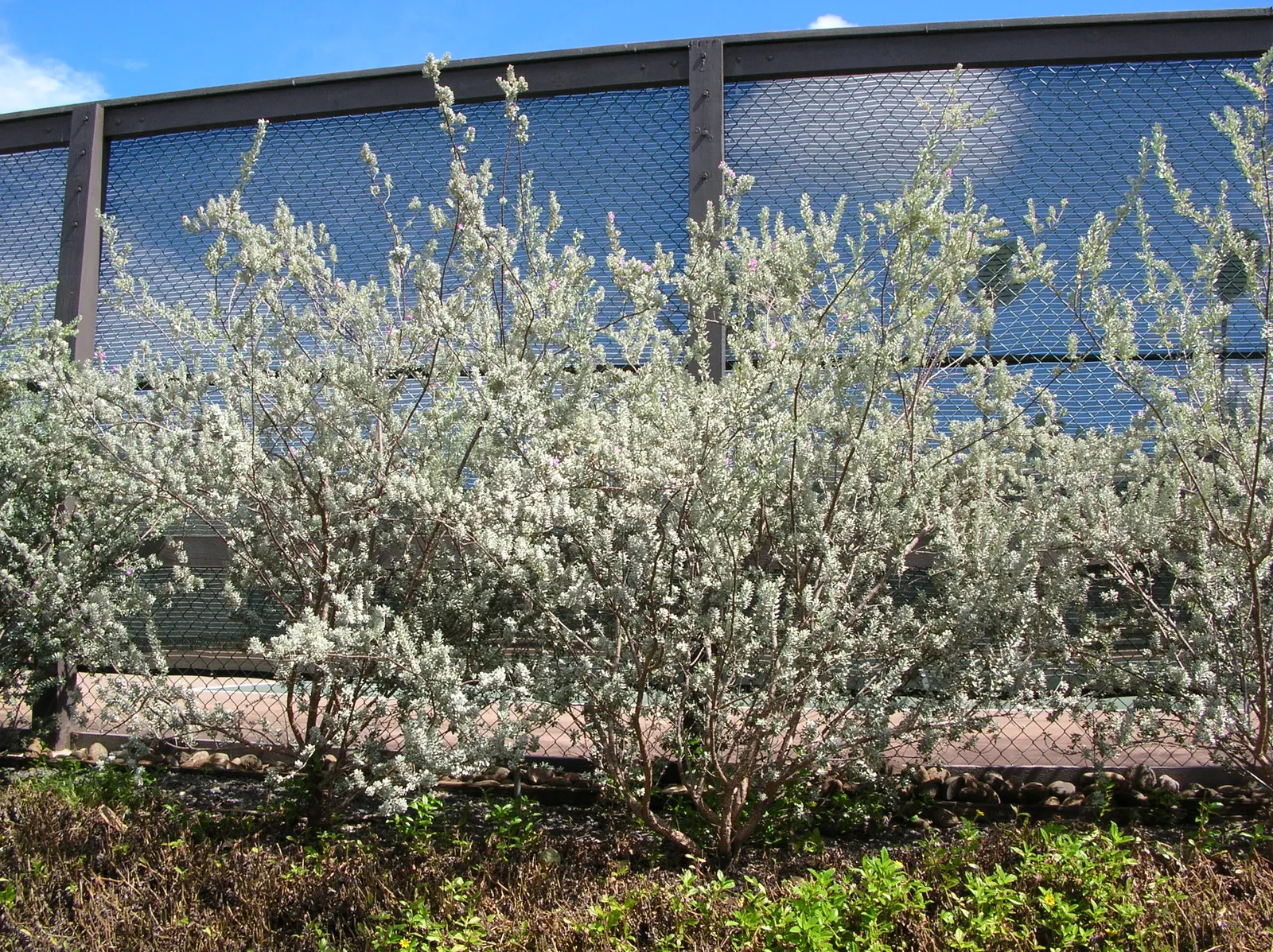 Texas Ranger (Leucophyllum Frutescens) — the Texas Ranger is an optimal selection; with a similar spread of 4 to 6 feet