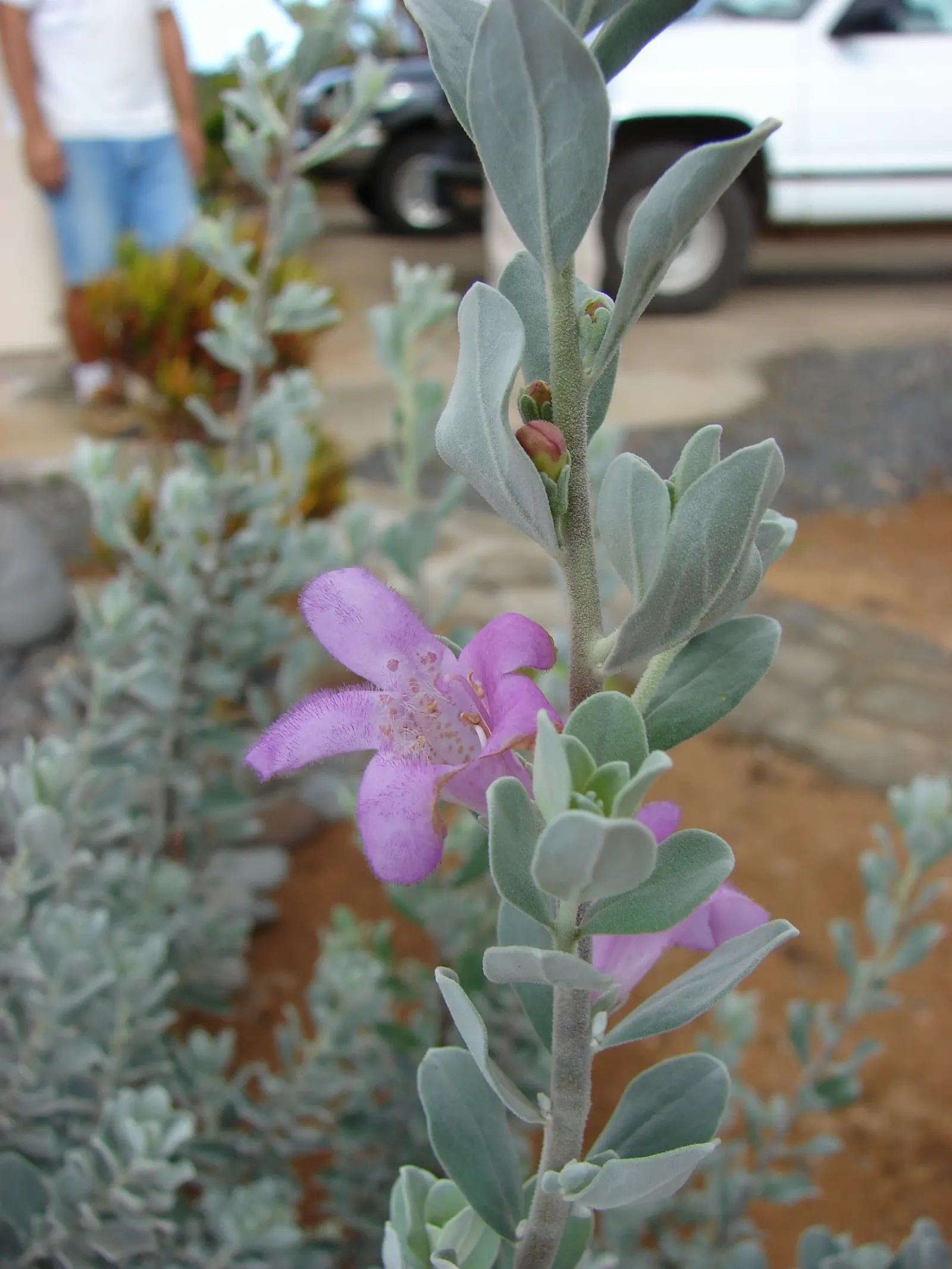 Texas Ranger (Leucophyllum Frutescens) — or white flowers that emerge following summer rainstorms