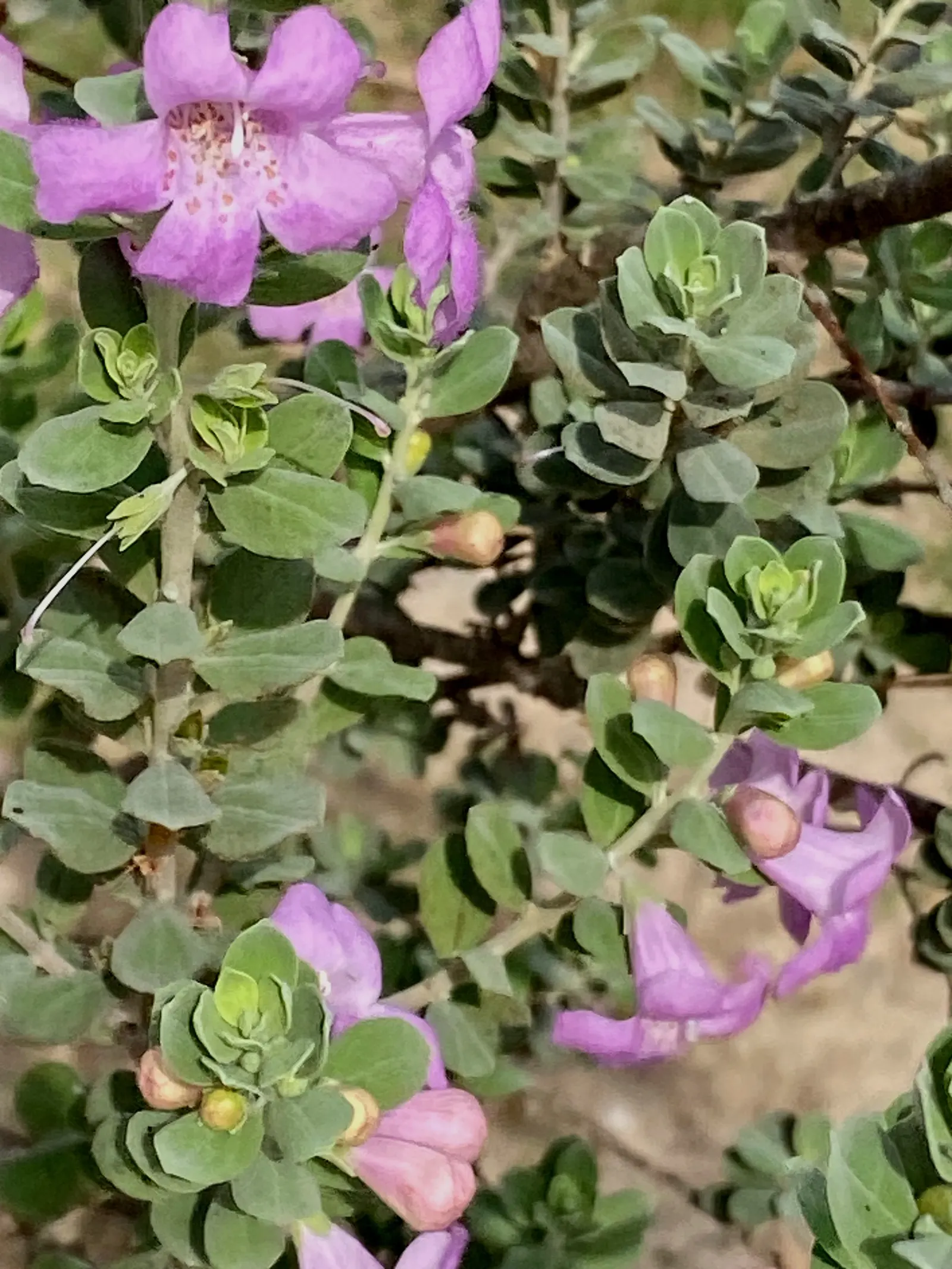 Texas Ranger (Leucophyllum Frutescens) — the Texas Ranger is highly drought-tolerant; with a similar spread of 4 to 6 feet, image 50
