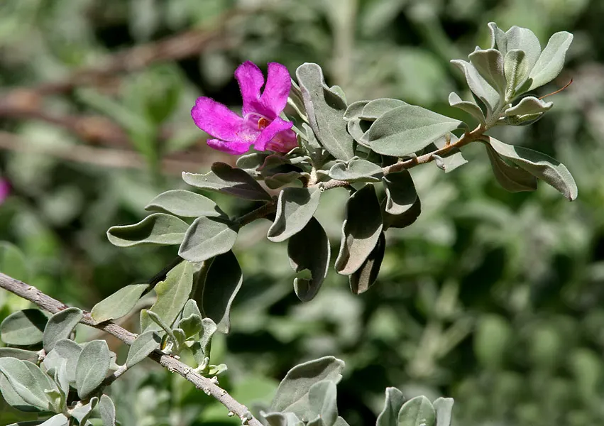 Texas Ranger (Leucophyllum Frutescens) — is a hardy evergreen shrub native to the arid regions of Southwest Texas and Mexico; with a similar spread, image 44