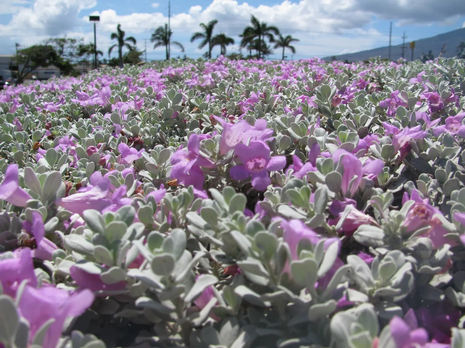 Texas Ranger (Leucophyllum Frutescens) — shrub with pink and purple blooms