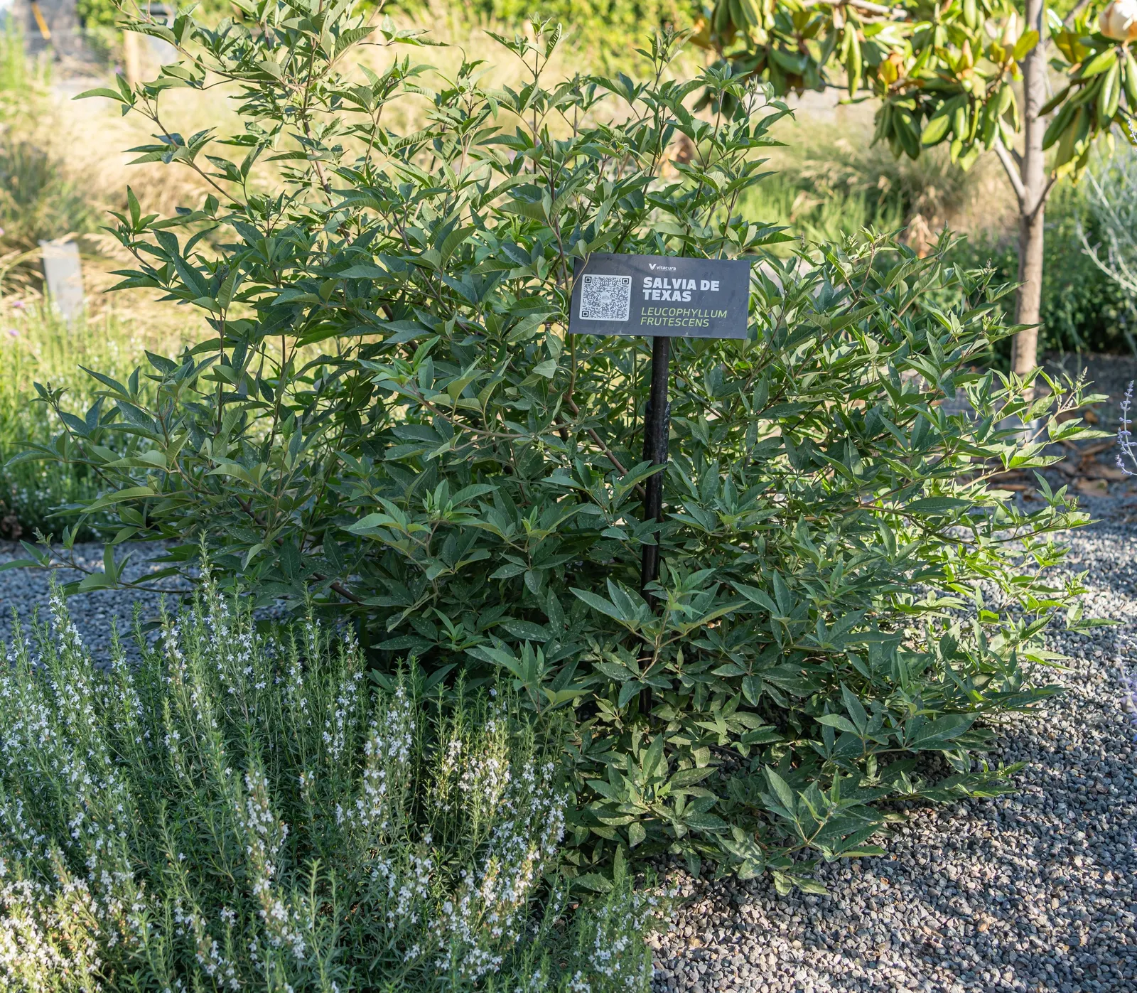 Texas Ranger (Leucophyllum Frutescens) — is a robust evergreen shrub that embodies the rugged charm of the Southwestern landscape; offering, image 48