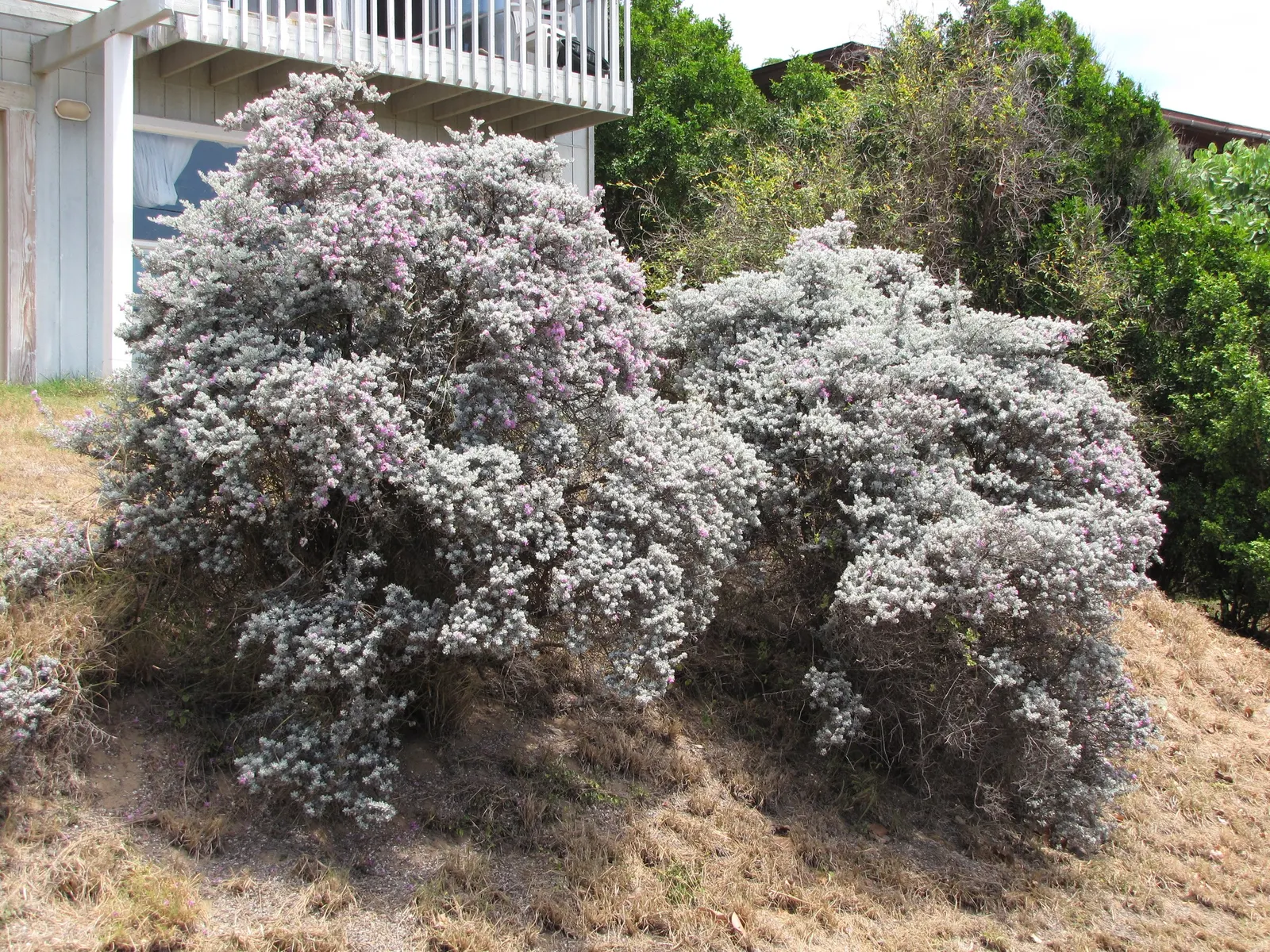 Texas Ranger (Leucophyllum Frutescens) — pink and purple flowers in the garden; ideal for xeriscaping, it's a low maintenance choice offering year-round