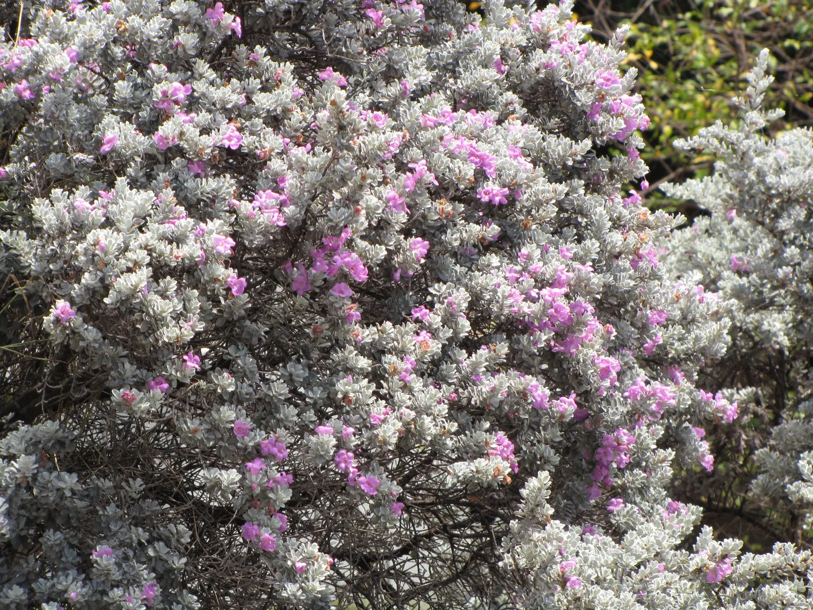 Texas Ranger (Leucophyllum Frutescens) — or white flowers that emerge following summer rainstorms; offering year-round visual interest with its periodic bursts