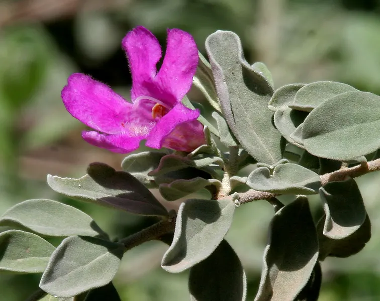 Texas Ranger (Leucophyllum Frutescens) — with a similar spread of 4 to 6 feet, image 53