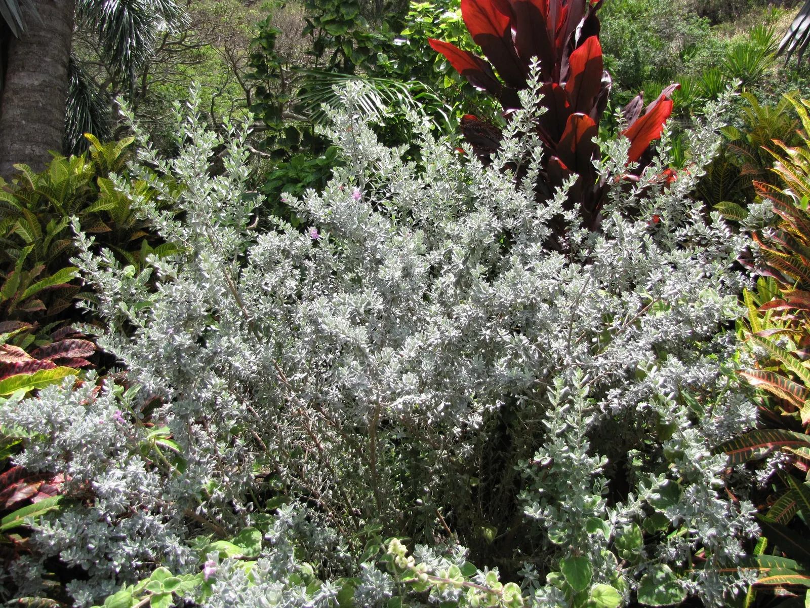 Texas Ranger (Leucophyllum Frutescens) — shrub for full