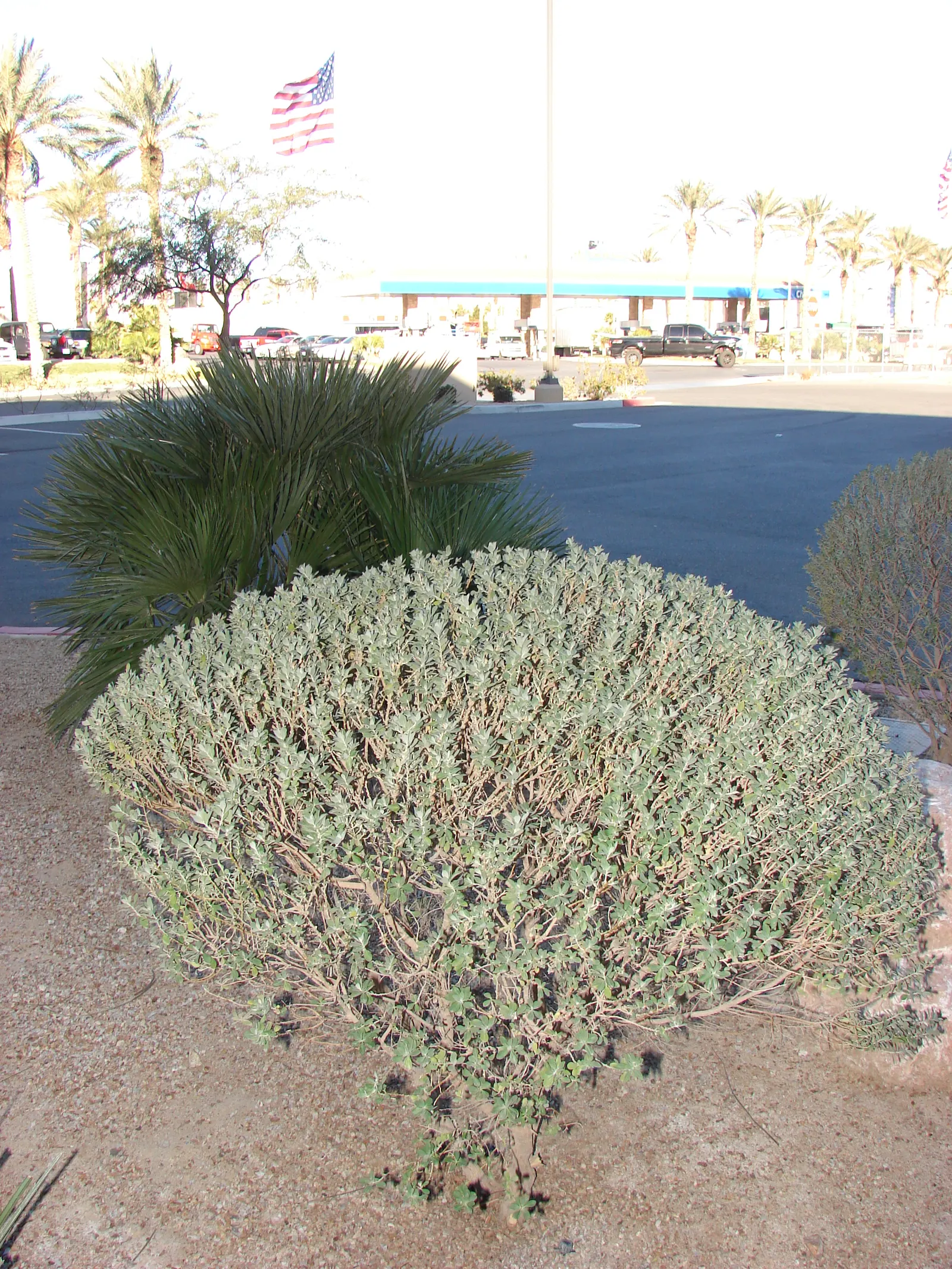 Texas Ranger (Leucophyllum Frutescens) — Ideal for xeriscaping, it's a low maintenance choice offering year-round interest and wildlife attraction, image 25
