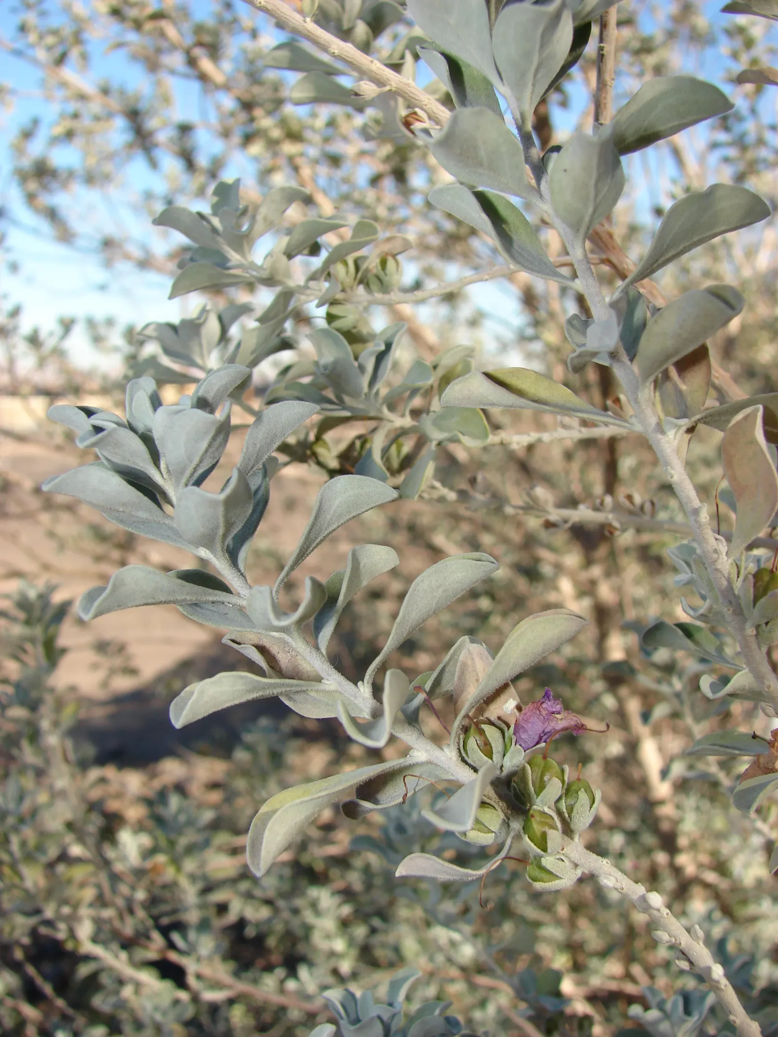 Texas Ranger (Leucophyllum Frutescens) — scientifically referred to as Leucophyllum frutescens