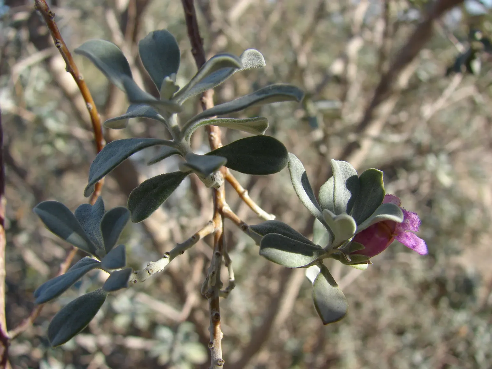 Texas Ranger (Leucophyllum Frutescens) — requiring minimal irrigation once established