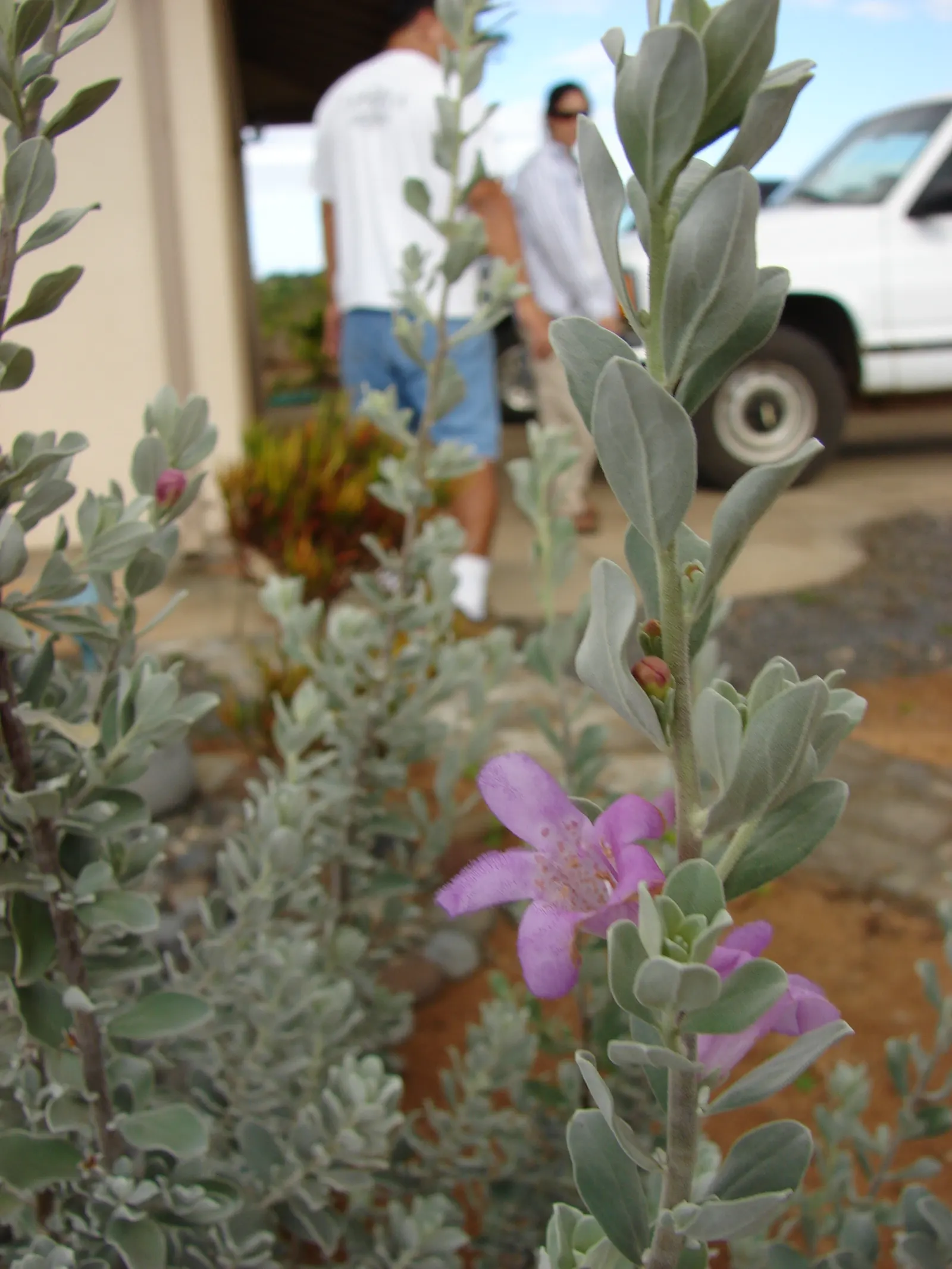 Texas Ranger (Leucophyllum Frutescens) — is a hardy evergreen shrub native to the arid regions of Southwest Texas and Mexico