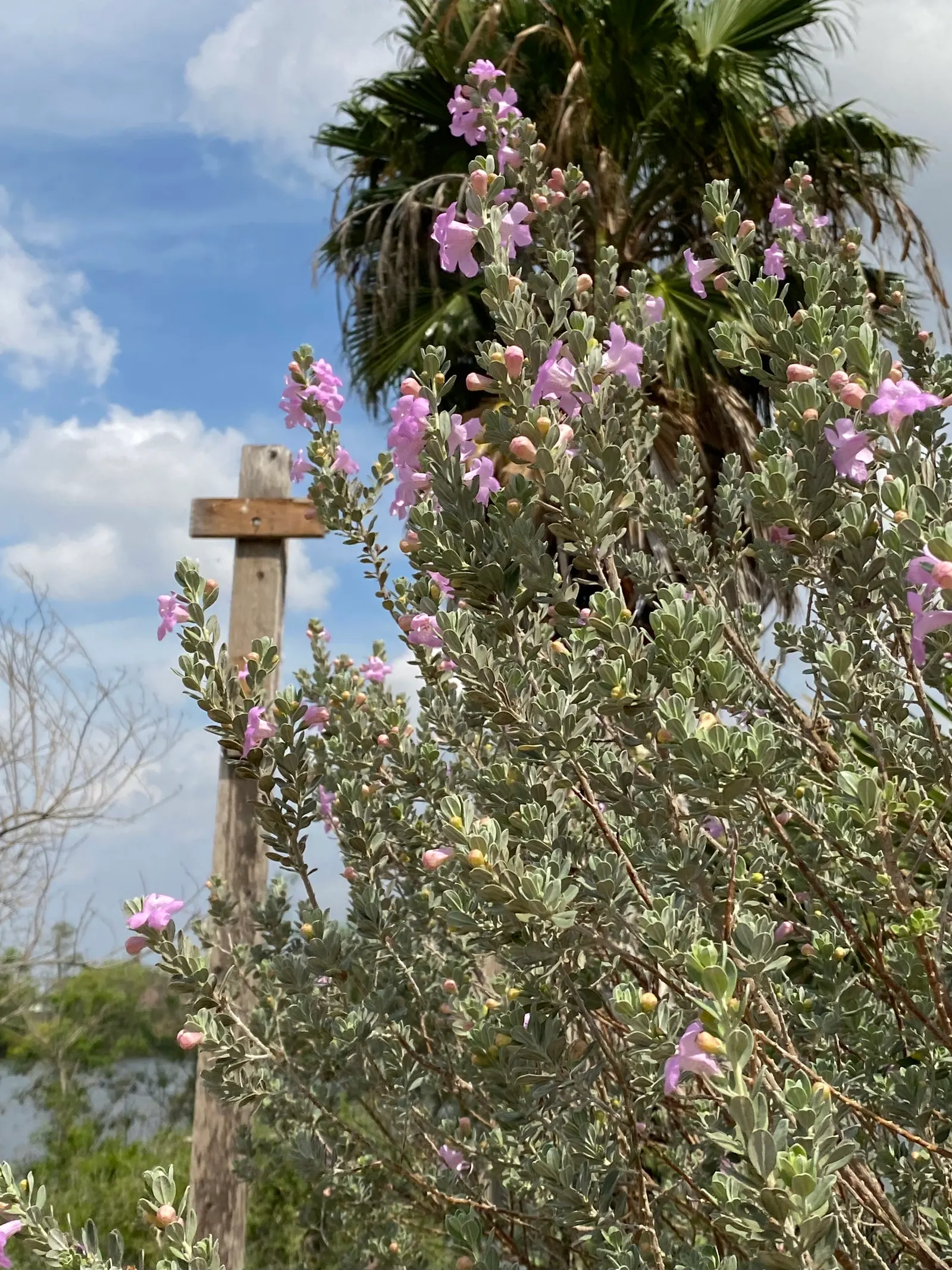 Texas Ranger (Leucophyllum Frutescens) — commonly called Texas Ranger; ideal for xeriscaping, it's a low maintenance choice offering year-round, image 43