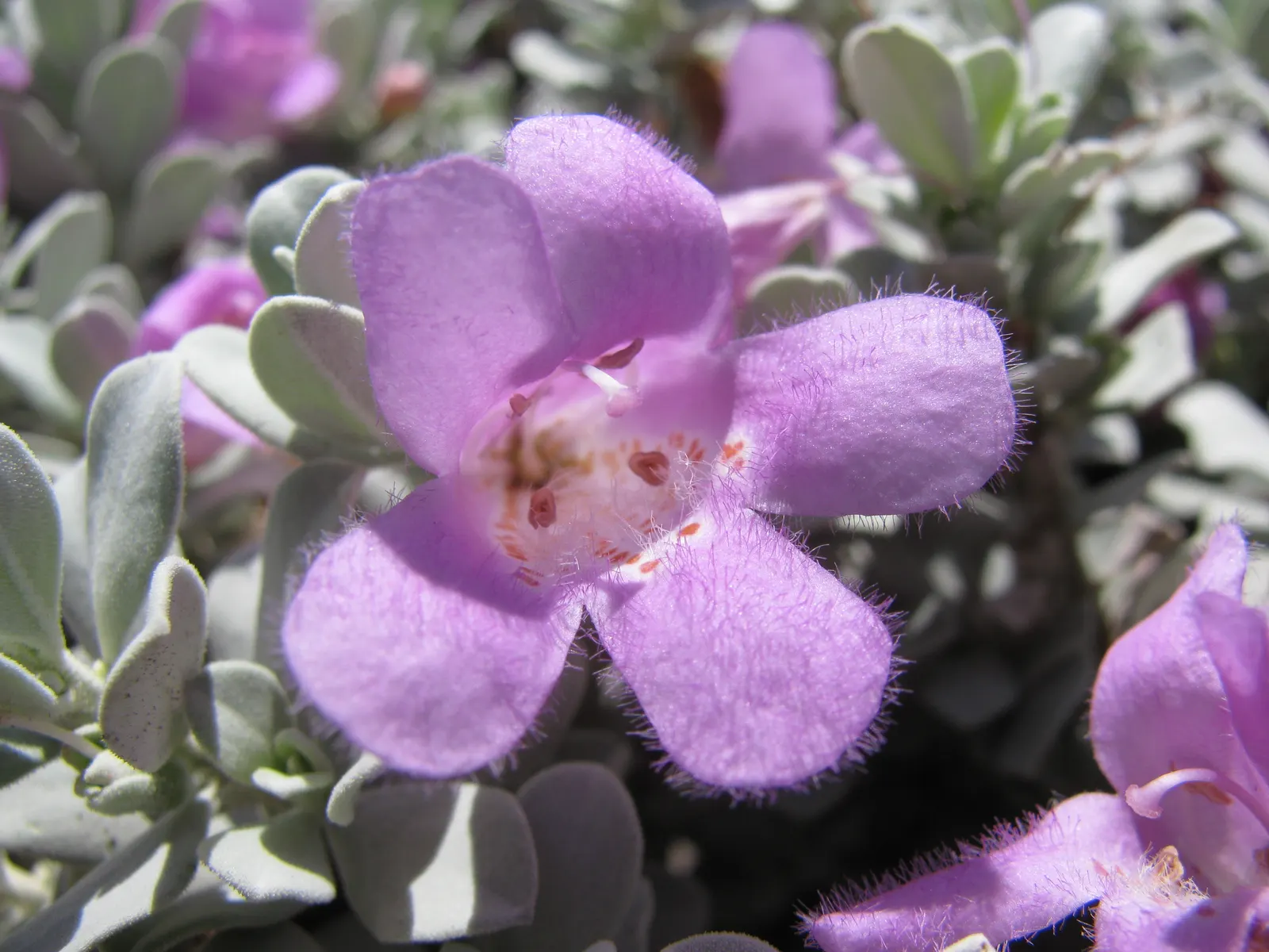 Texas Ranger (Leucophyllum Frutescens) — shrub with pink and purple blooms; with a similar spread of 4 to 6 feet