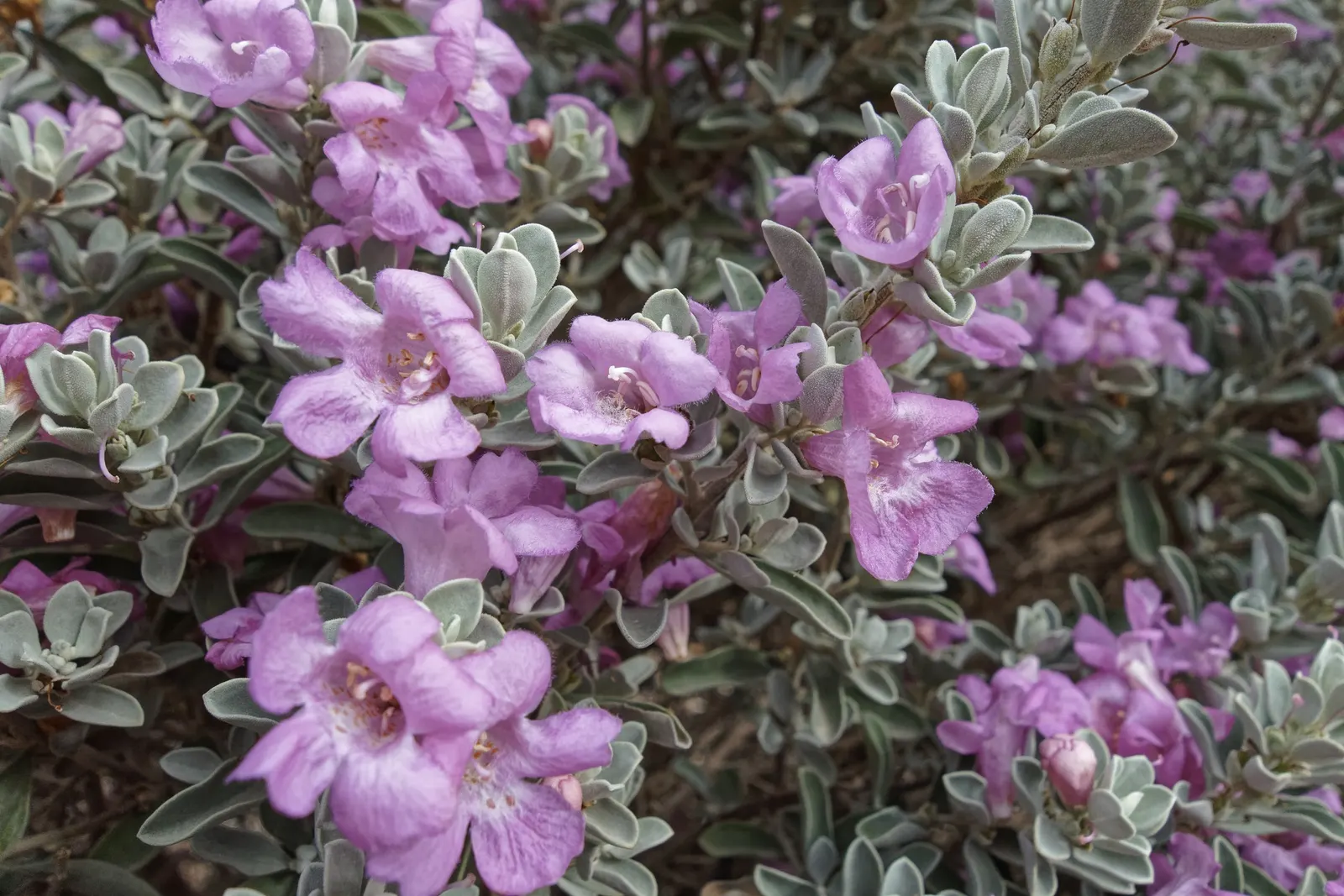 Texas Ranger (Leucophyllum Frutescens) — allowing for sufficient space when planting to accommodate their mature size; offering year-round visual, image 54