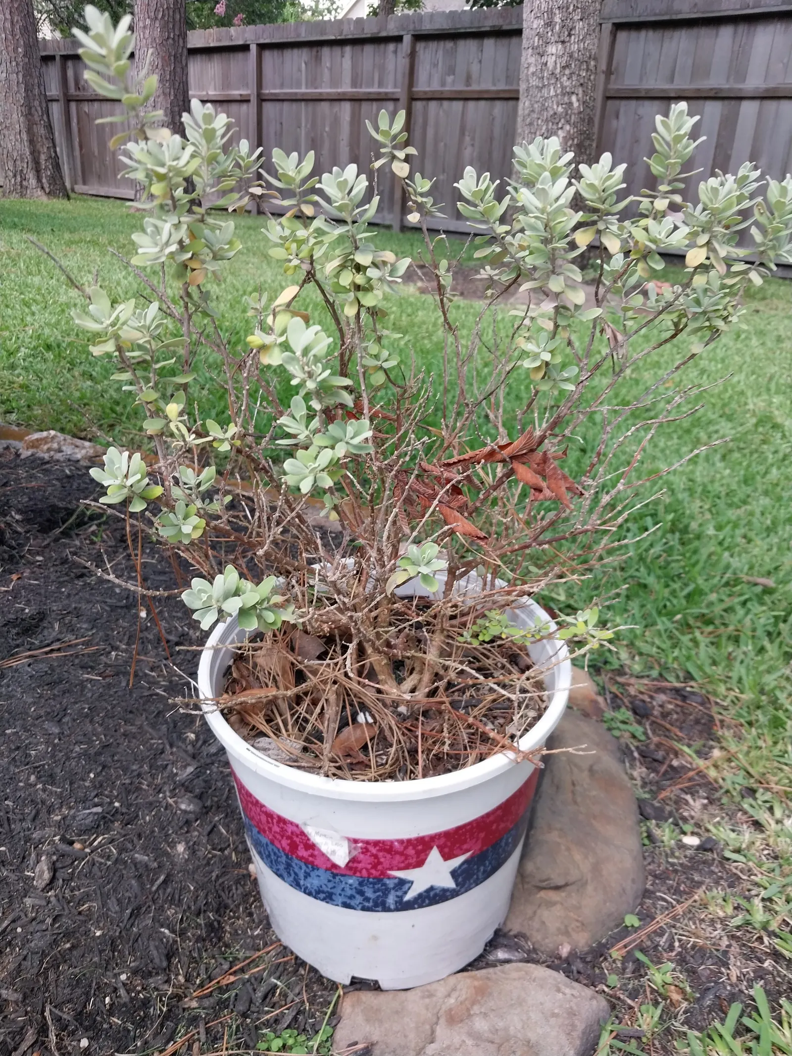 Texas Ranger (Leucophyllum Frutescens) — It\'s well-suited for xeriscaping; ideal for xeriscaping, it's a low maintenance choice offering, image 52