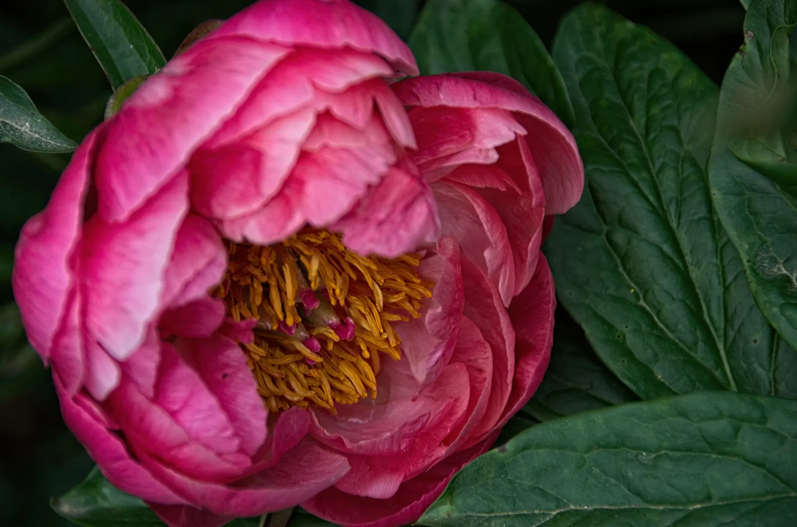 Coral Charm Peony (Paeonia 'Coral Charm') — providing a dynamic visual display.<br><br>Typically reaching heights of 24 to 36 inches with a similar spread
