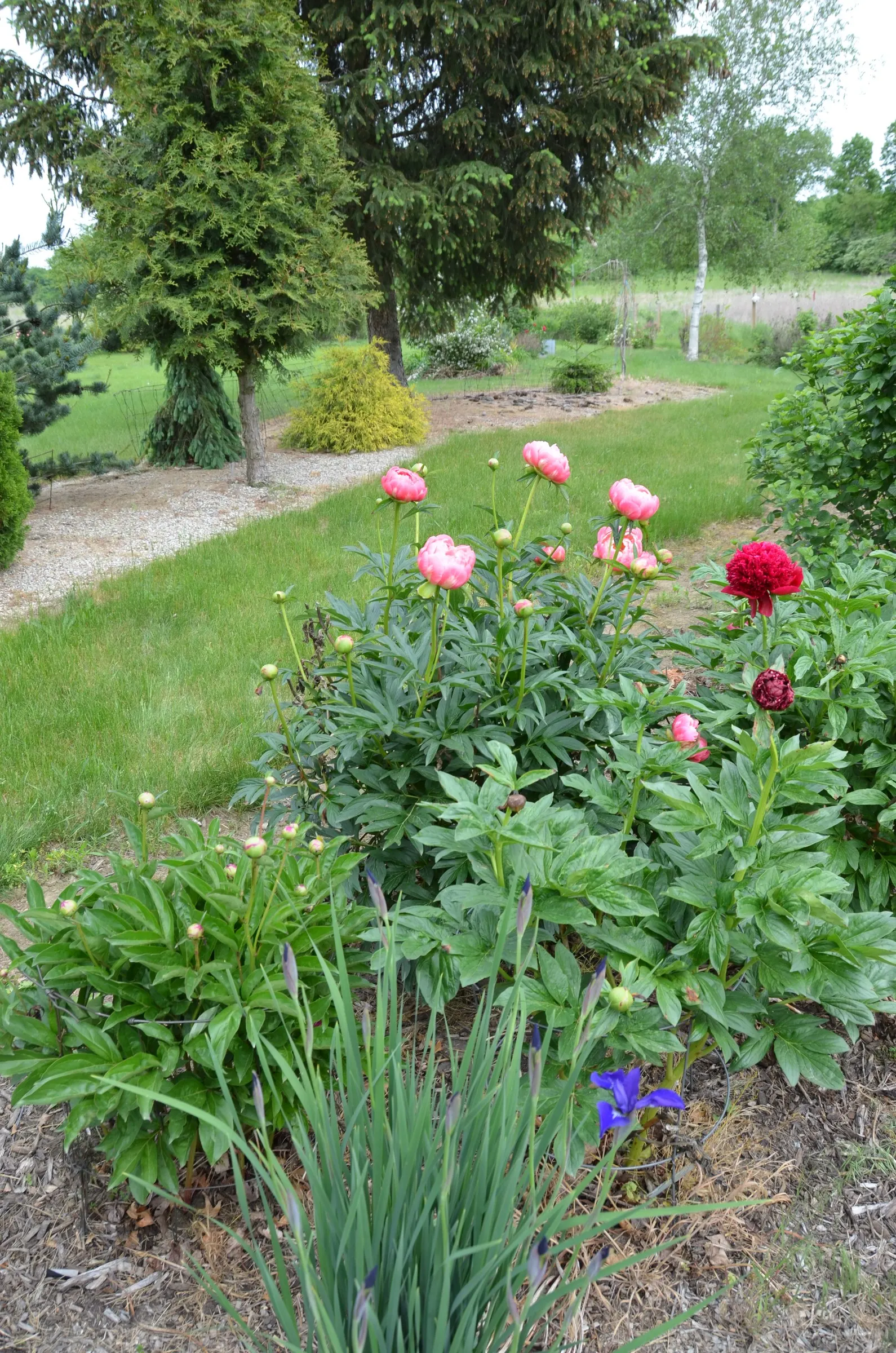 Coral Charm Peony (Paeonia 'Coral Charm') — This captivating transformation is a highlight in any garden
