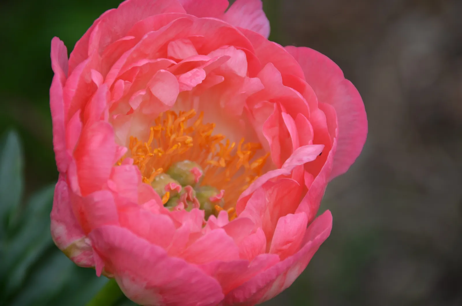 Coral Charm Peony (Paeonia 'Coral Charm') — bowl-shaped flowers measuring up to 6 inches in diameter