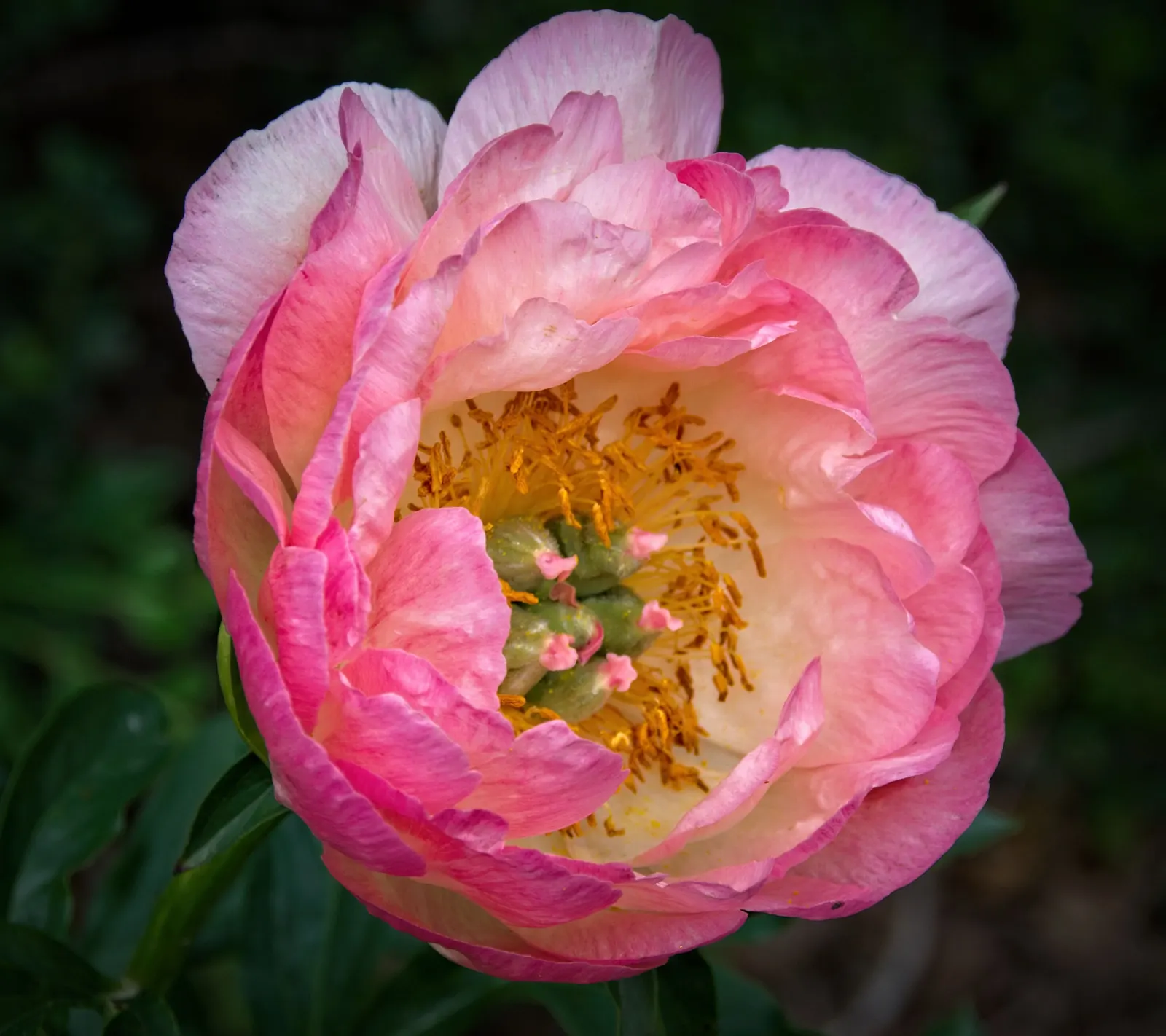 Coral Charm Peony (Paeonia 'Coral Charm') — with a minimum of six hours of direct sunlight per day
