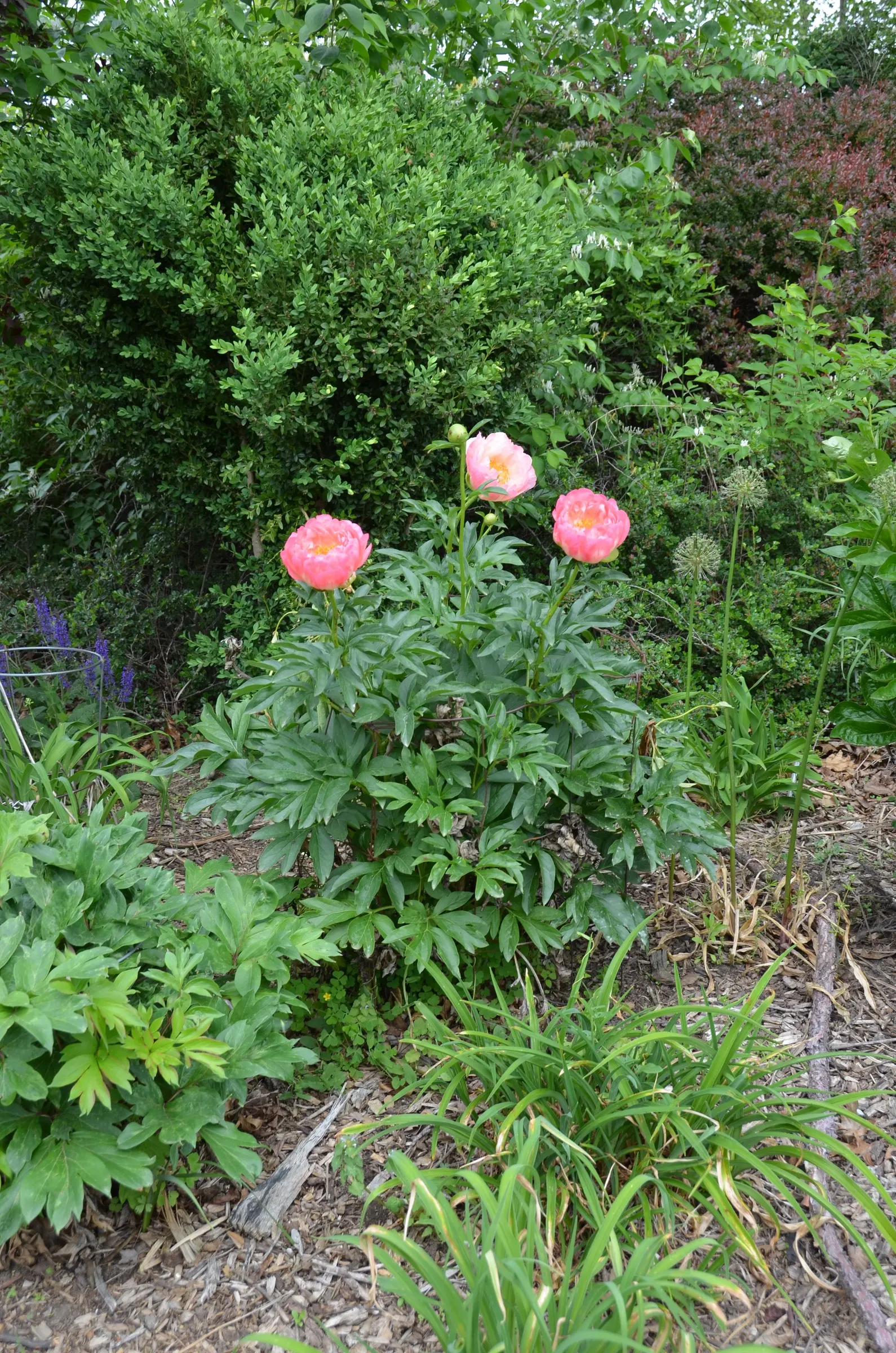 Coral Charm Peony (Paeonia 'Coral Charm') — Each stem can support multiple blooms, making it a showstopper from late spring to early summer