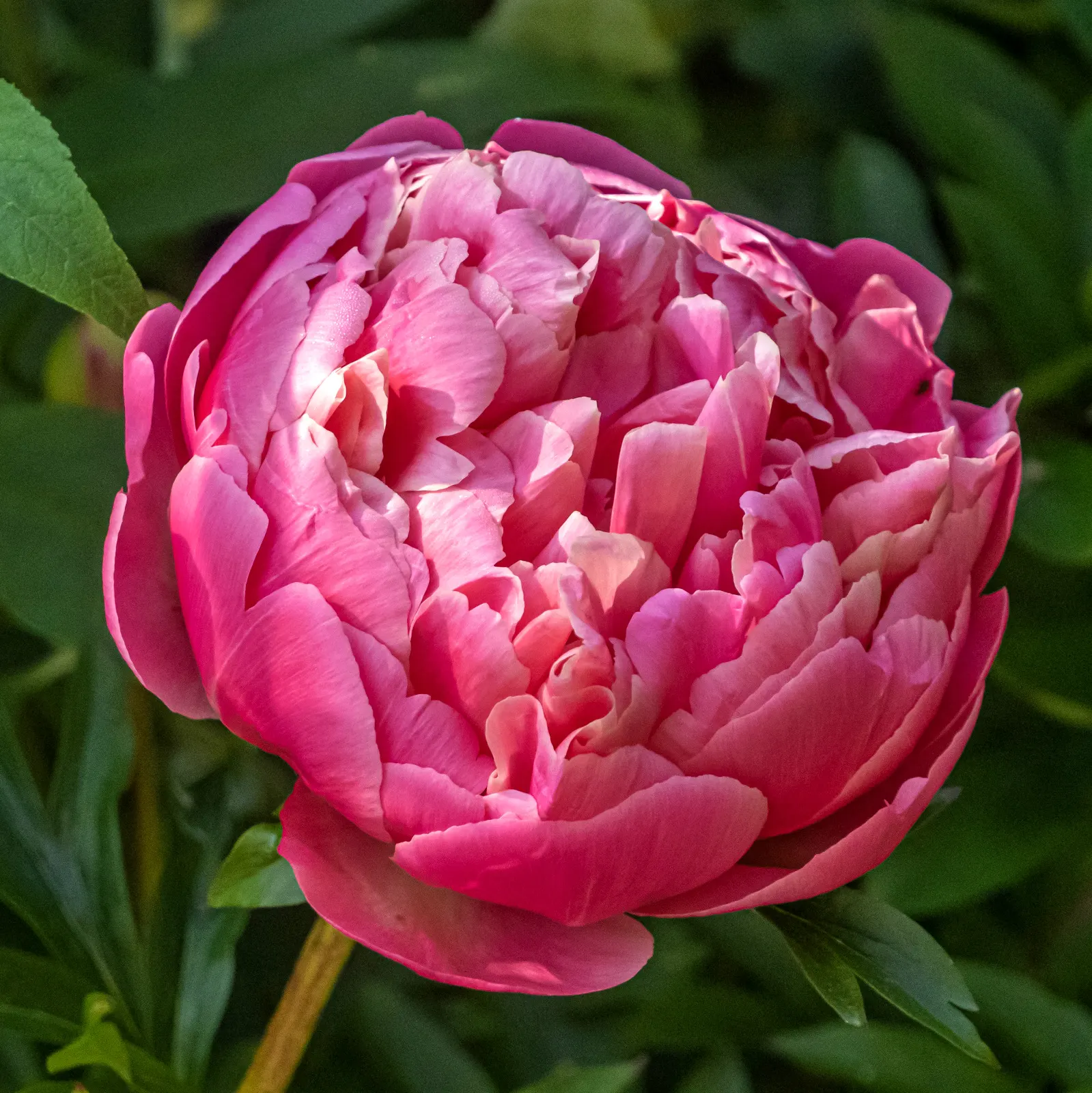 Coral Charm Peony (Paeonia 'Coral Charm') — this peony is deer-resistant