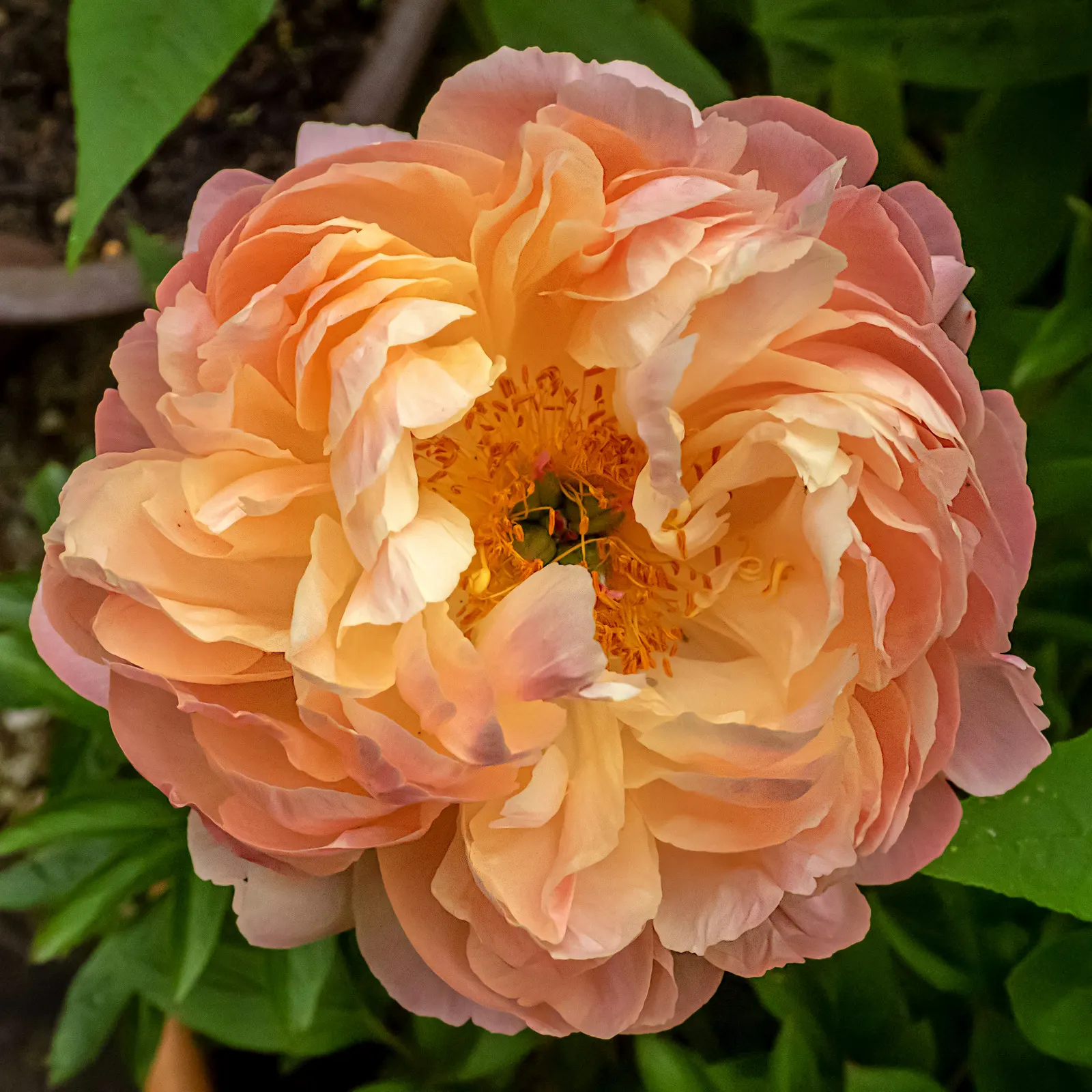 Coral Charm Peony (Paeonia 'Coral Charm') — provides a contrasting backdrop to the flowers and remains attractive throughout the growing season