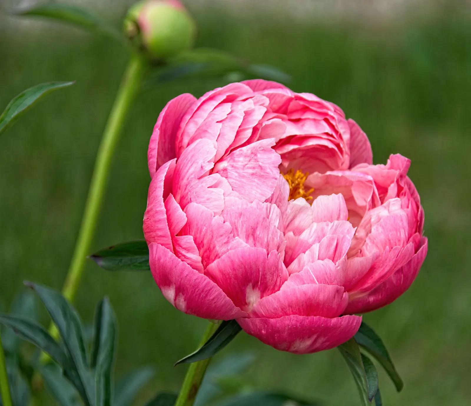 Coral Charm Peony (Paeonia 'Coral Charm') — which softens to a peach-pink and eventually matures to a pale ivory