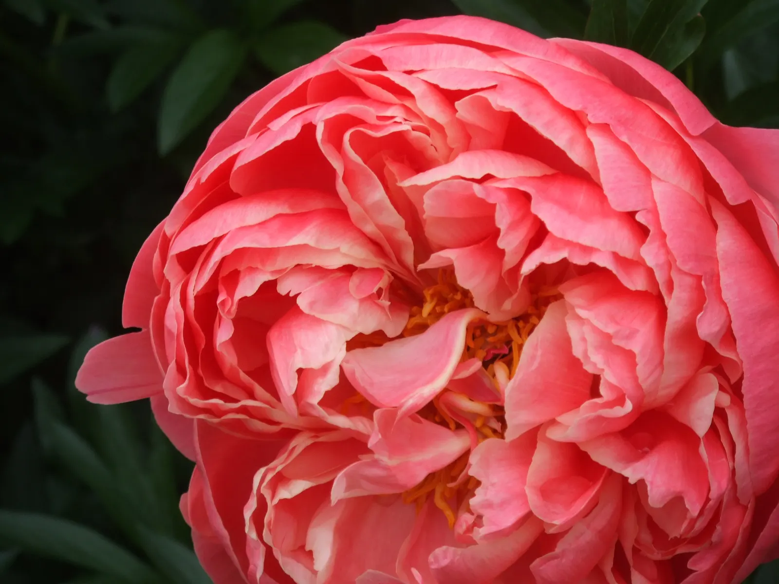 Coral Charm Peony (Paeonia 'Coral Charm') — erect stems make it an excellent choice for cut floral arrangements