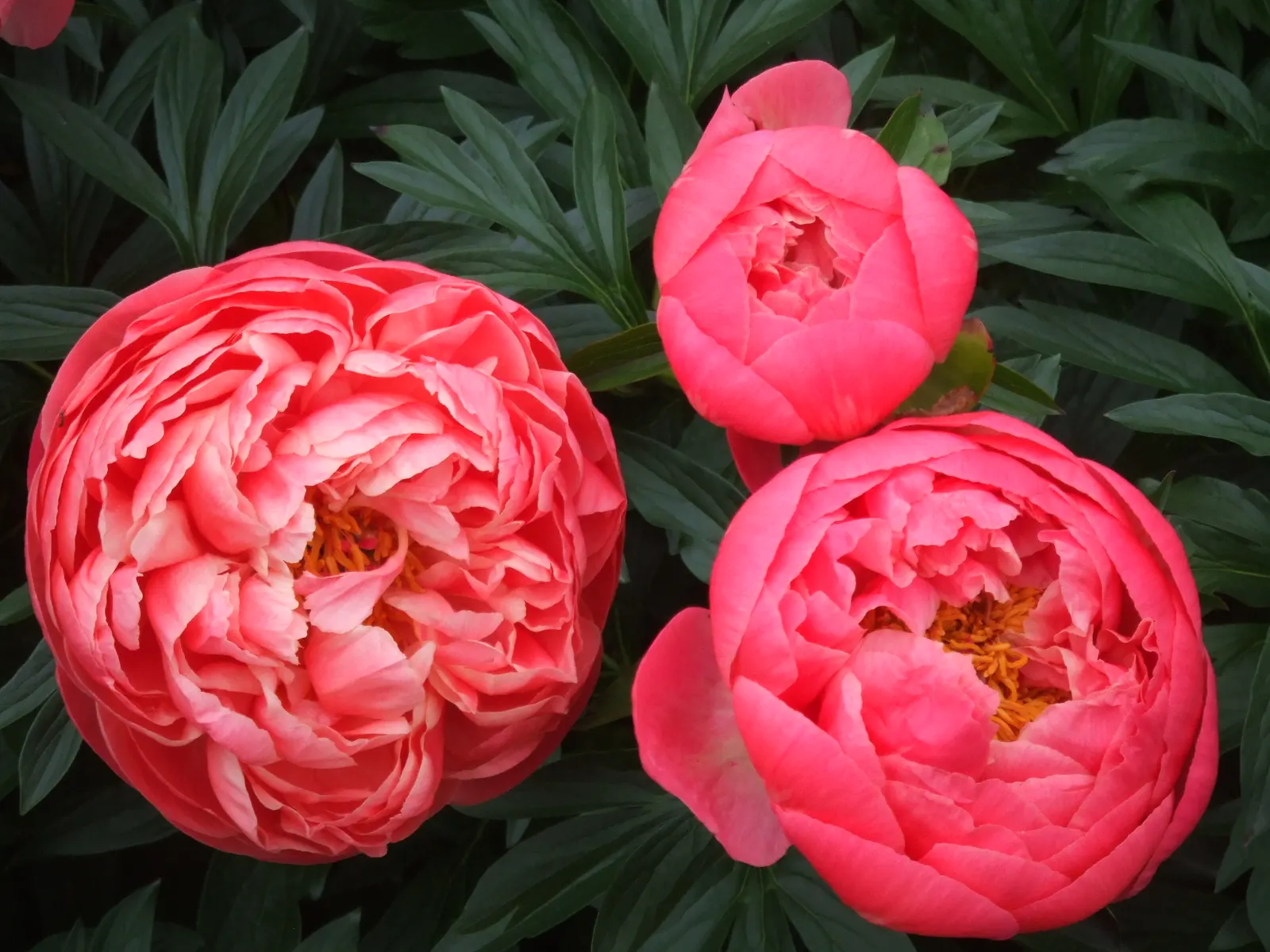 Coral Charm Peony (Paeonia 'Coral Charm') — Its mid-spring bloom adds a striking color contrast to borders
