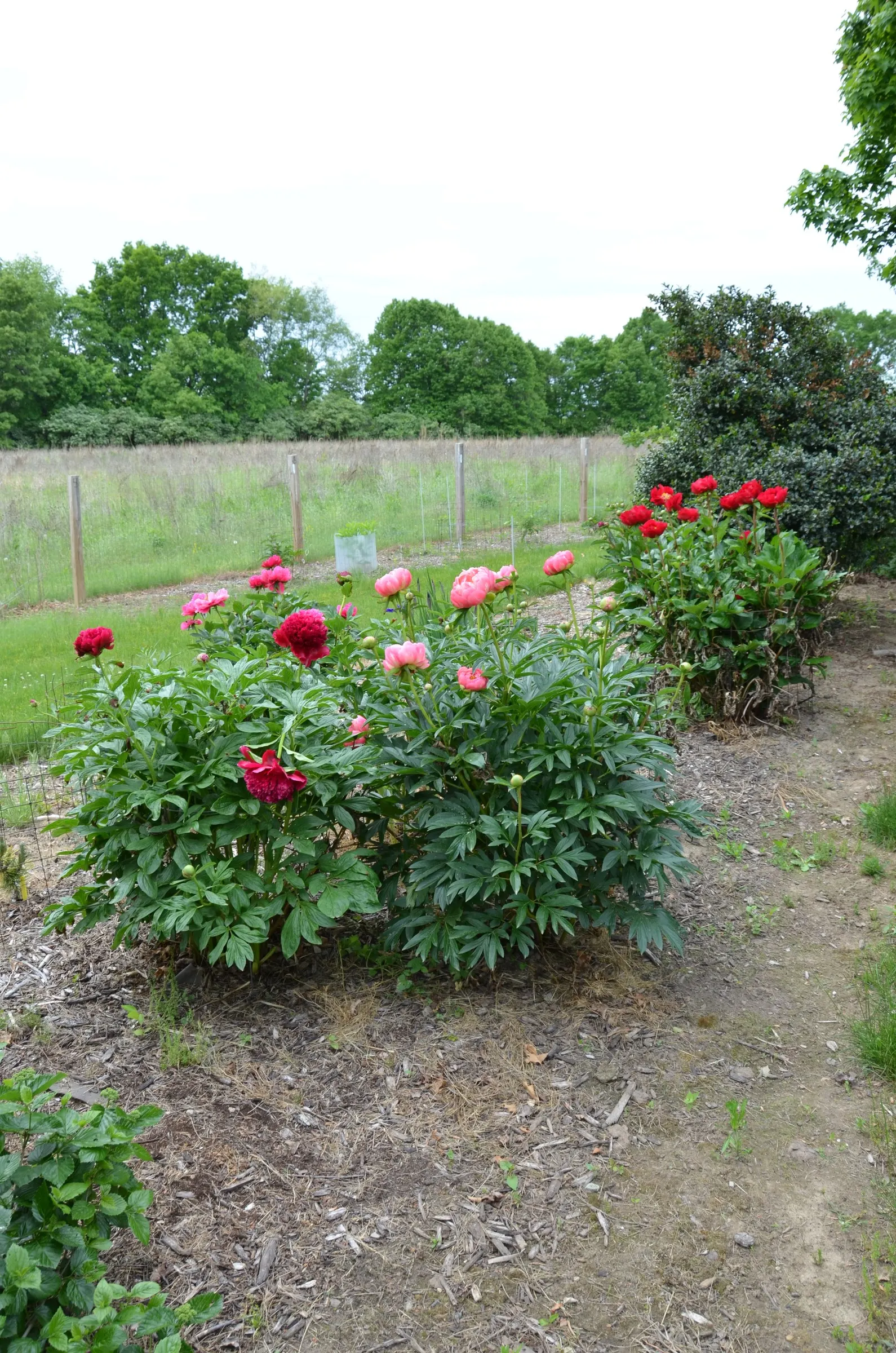 Coral Charm Peony (Paeonia 'Coral Charm') — adding structure and depth to the landscaping