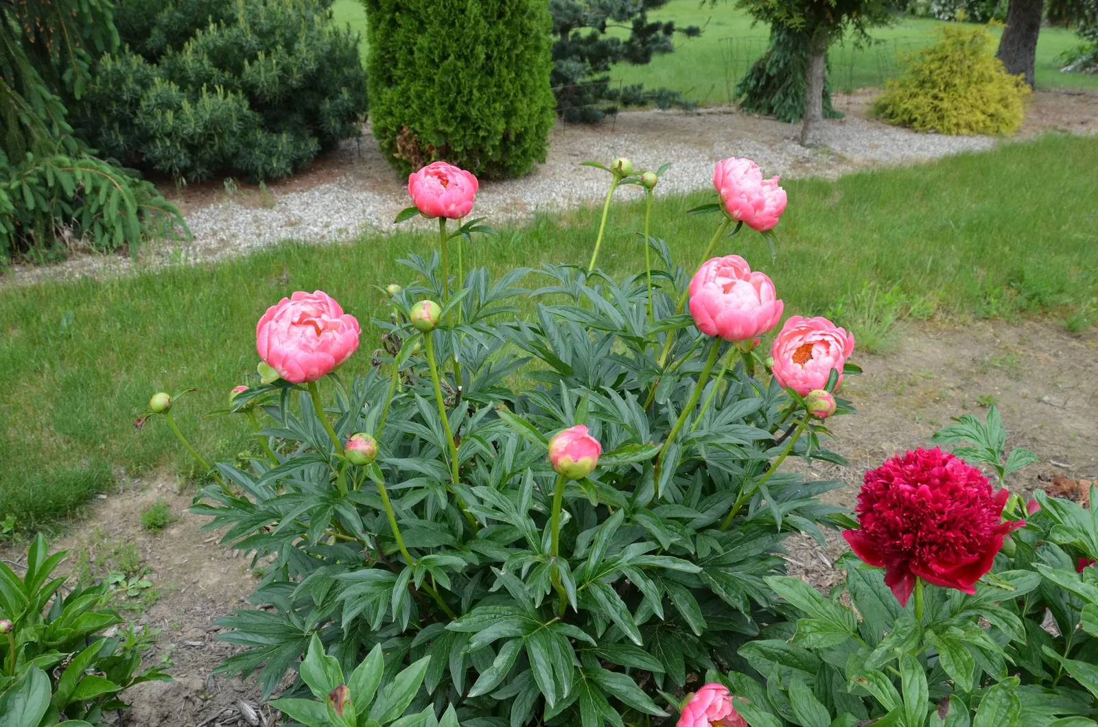 Coral Charm Peony (Paeonia 'Coral Charm') — Preferring full sun to partial shade and well-drained soil