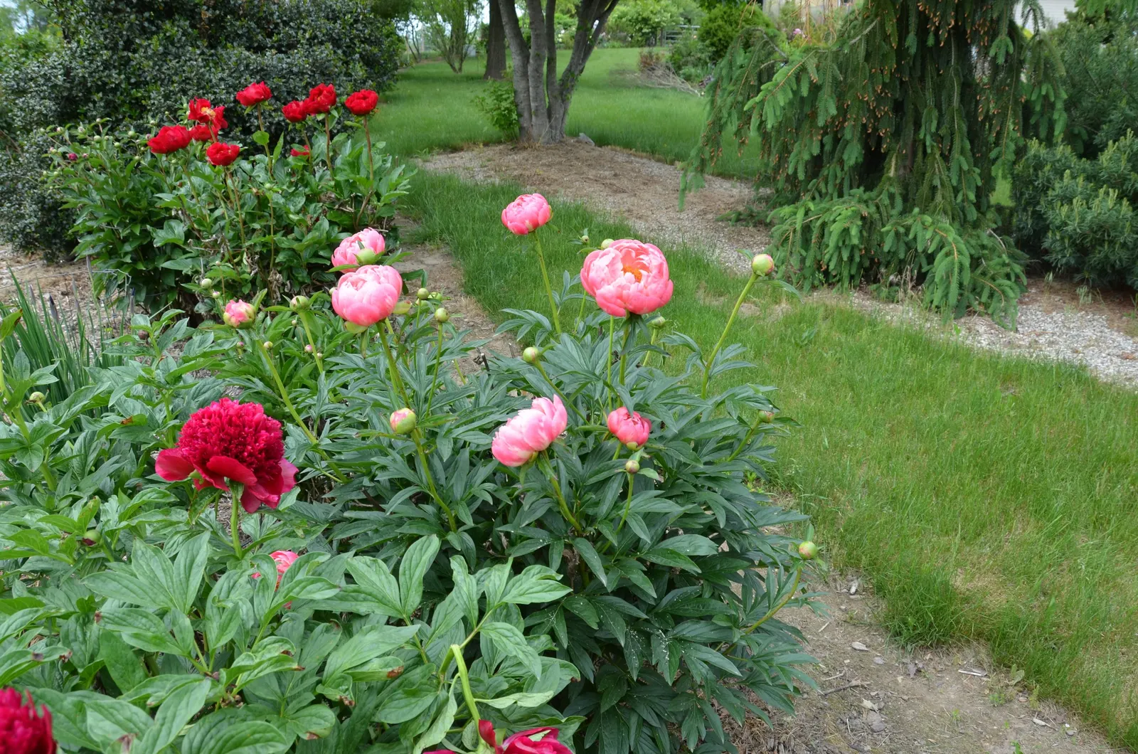 Coral Charm Peony (Paeonia 'Coral Charm') — making it a captivating choice for any garden design