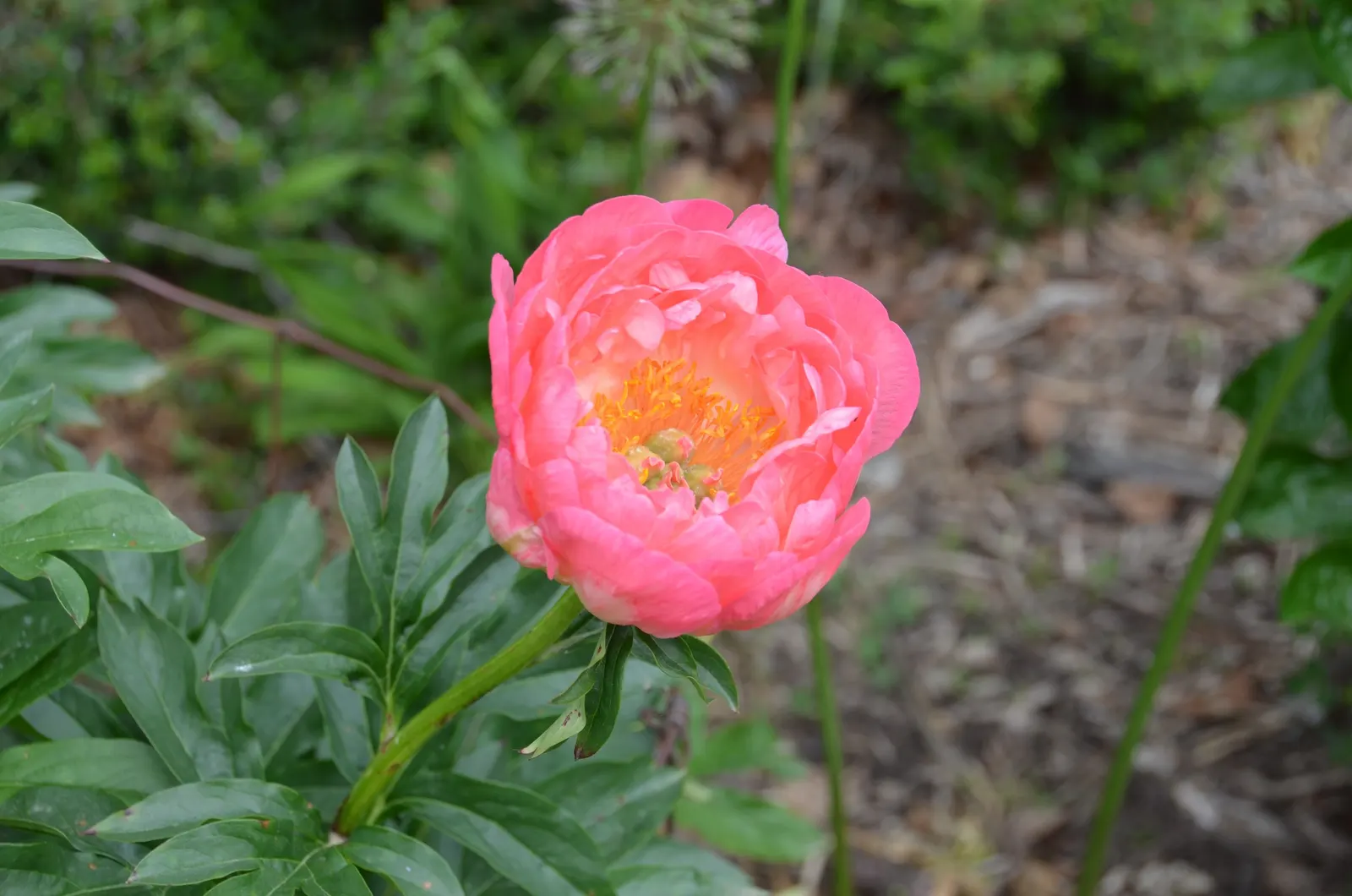 Coral Charm Peony (Paeonia 'Coral Charm') — loamy soil with a neutral to slightly acidic pH