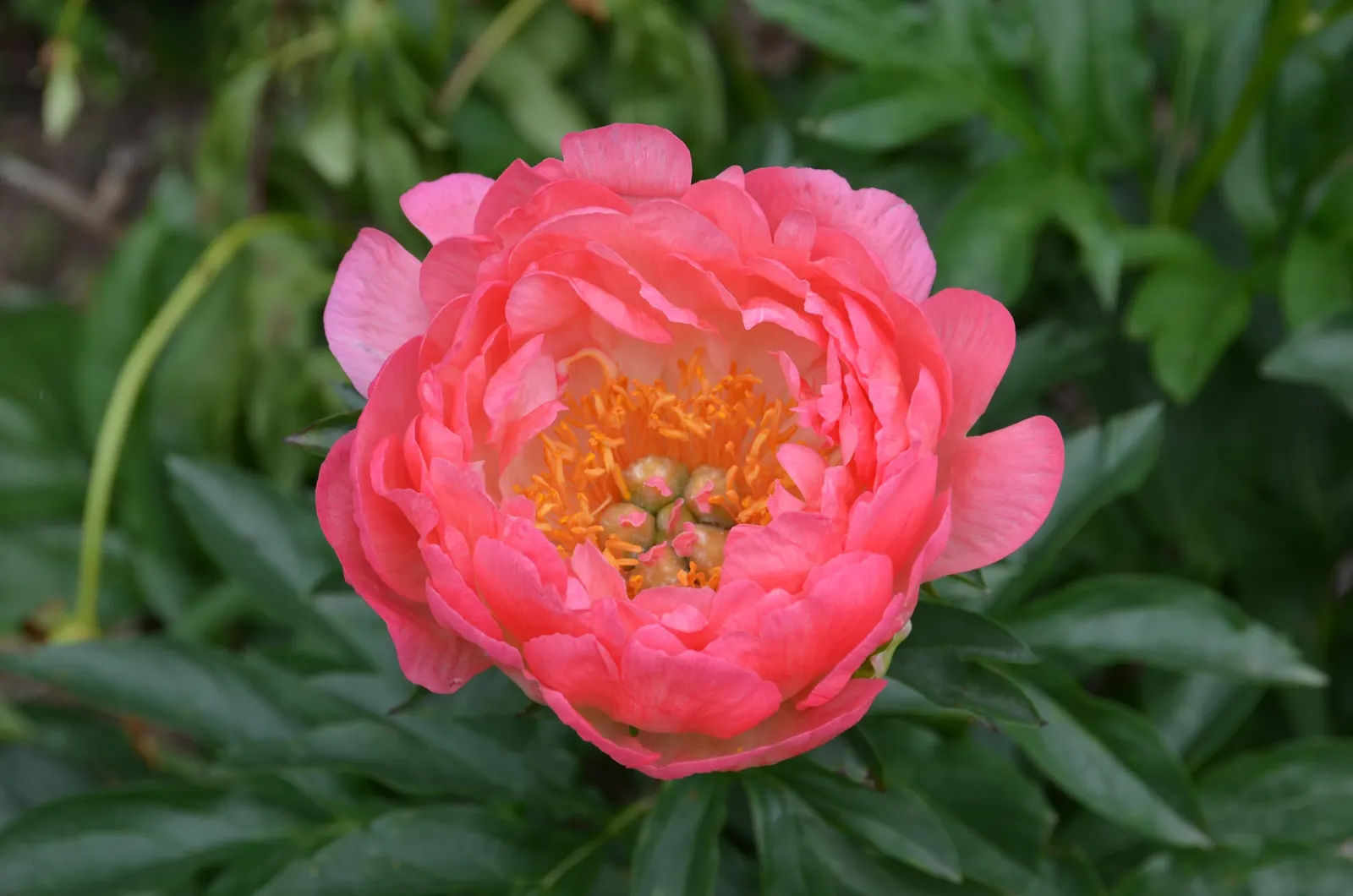 Coral Charm Peony (Paeonia 'Coral Charm') — is ideal for promoting abundant blooms