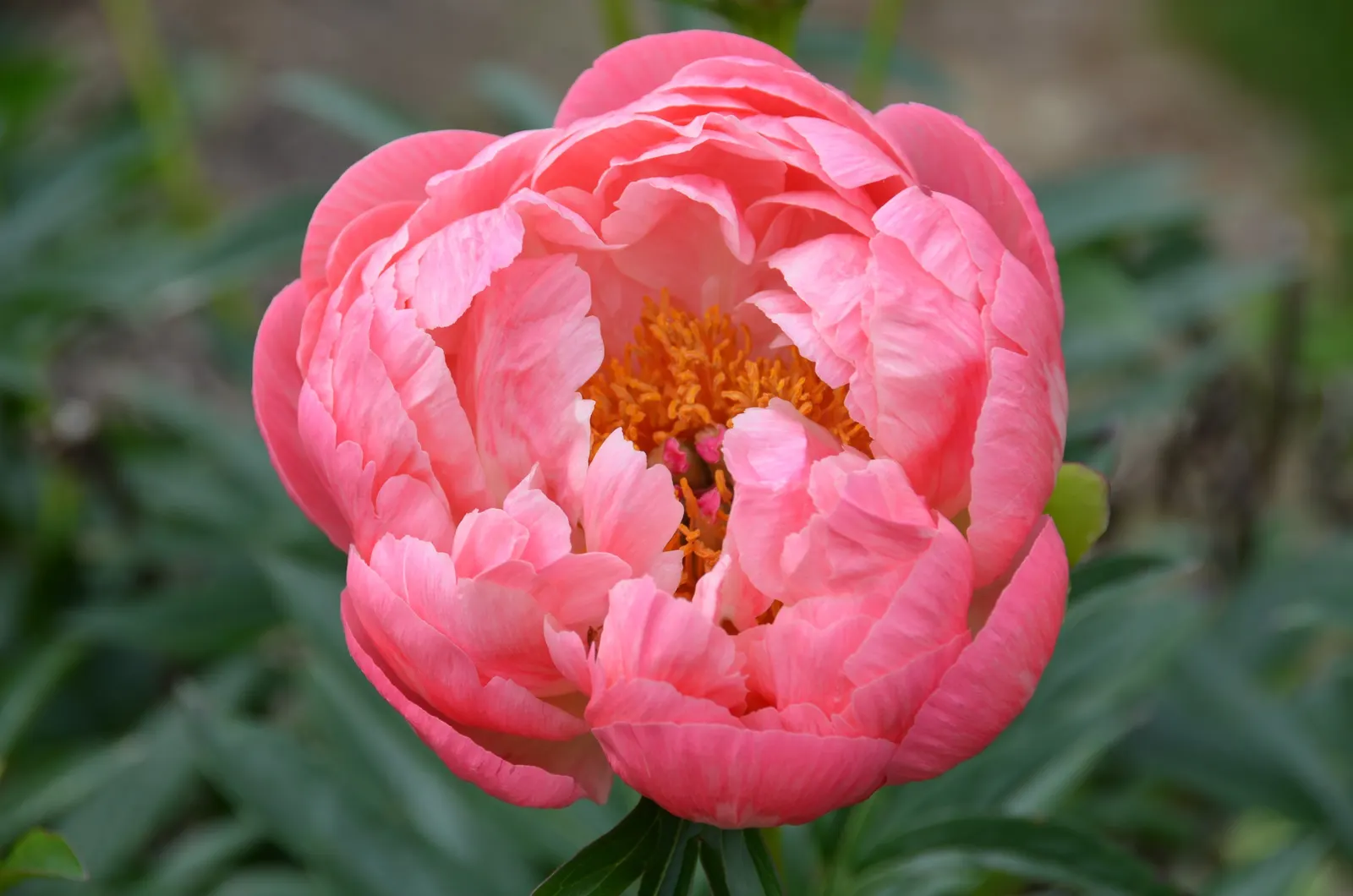 Coral Charm Peony (Paeonia 'Coral Charm') — This herbaceous perennial reaches 24-36 inches in height and spreads up to 24 inches