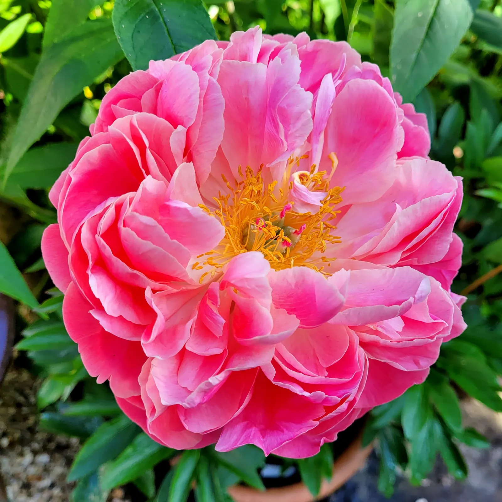 Coral Charm Peony (Paeonia 'Coral Charm') — After flowering, deadheading the spent blooms can encourage healthy plant growth