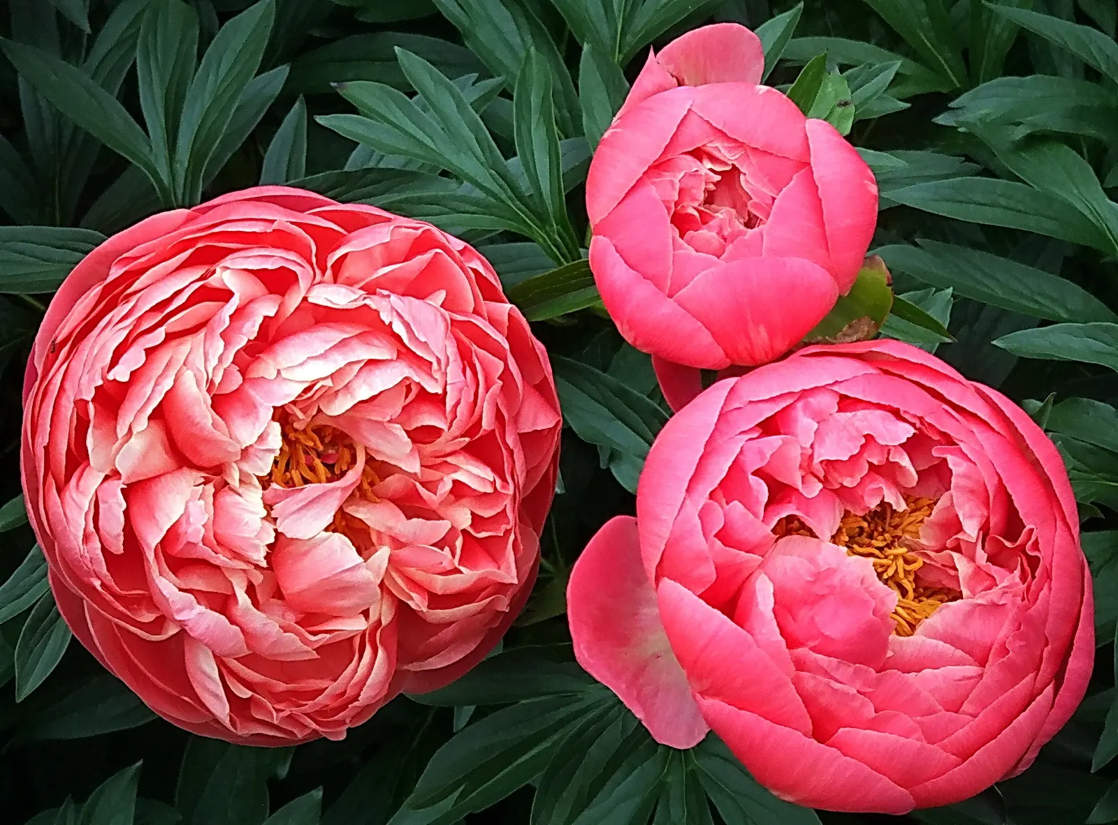Coral Charm Peony (Paeonia 'Coral Charm') — the buds present a vibrant coral hue