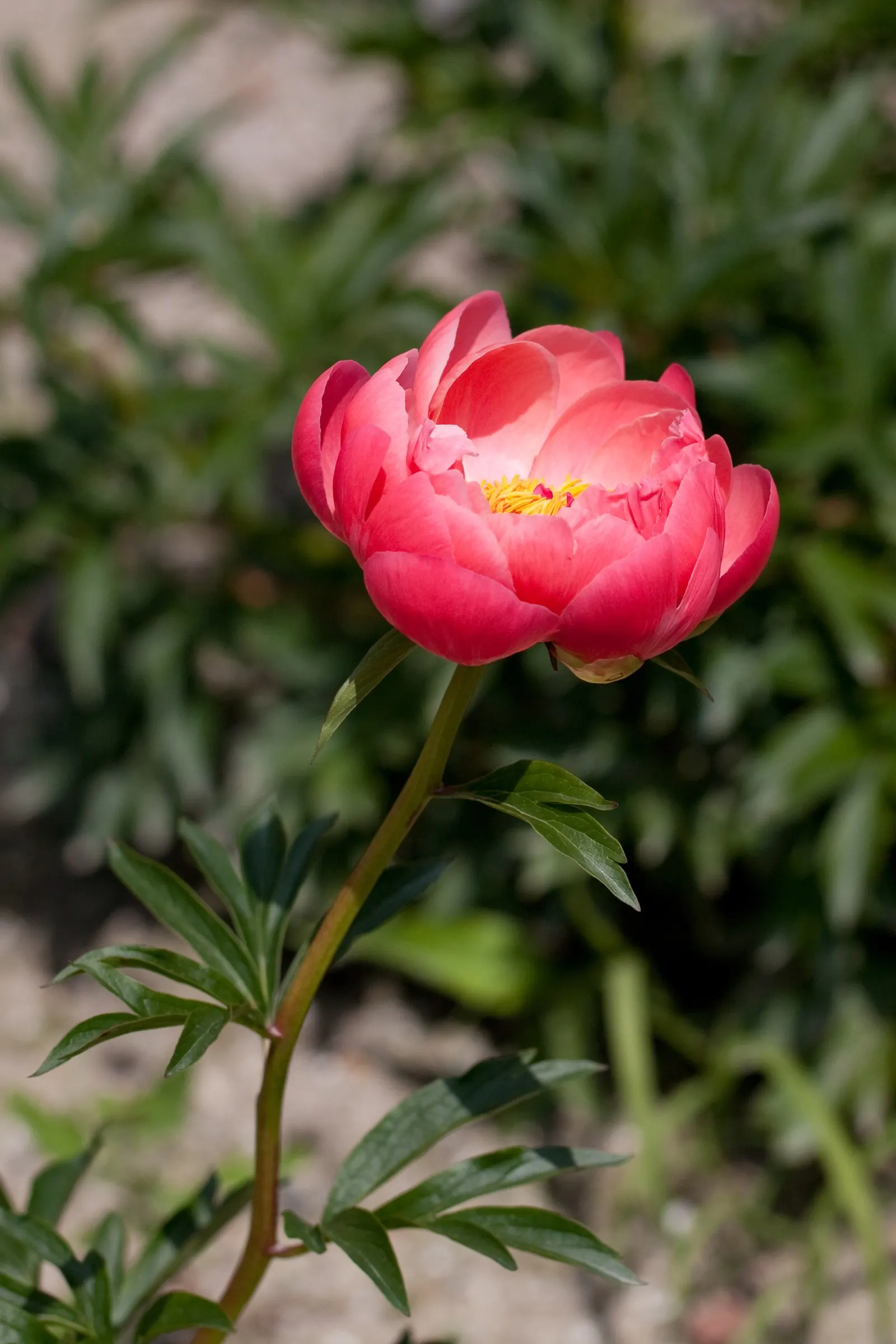 Coral Charm Peony (Paeonia 'Coral Charm') — making it a resilient choice for gardens in areas with wildlife pressure.<br><br>When designing a landscape